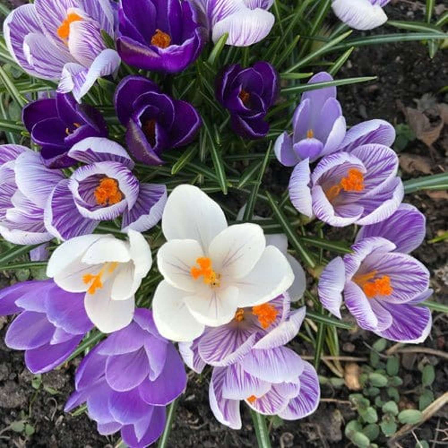 Mélange de crocus 'Blue Sky'