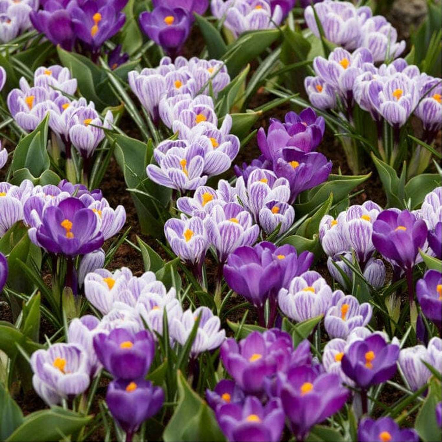 Crocus Mixture 'Spring Stripes'