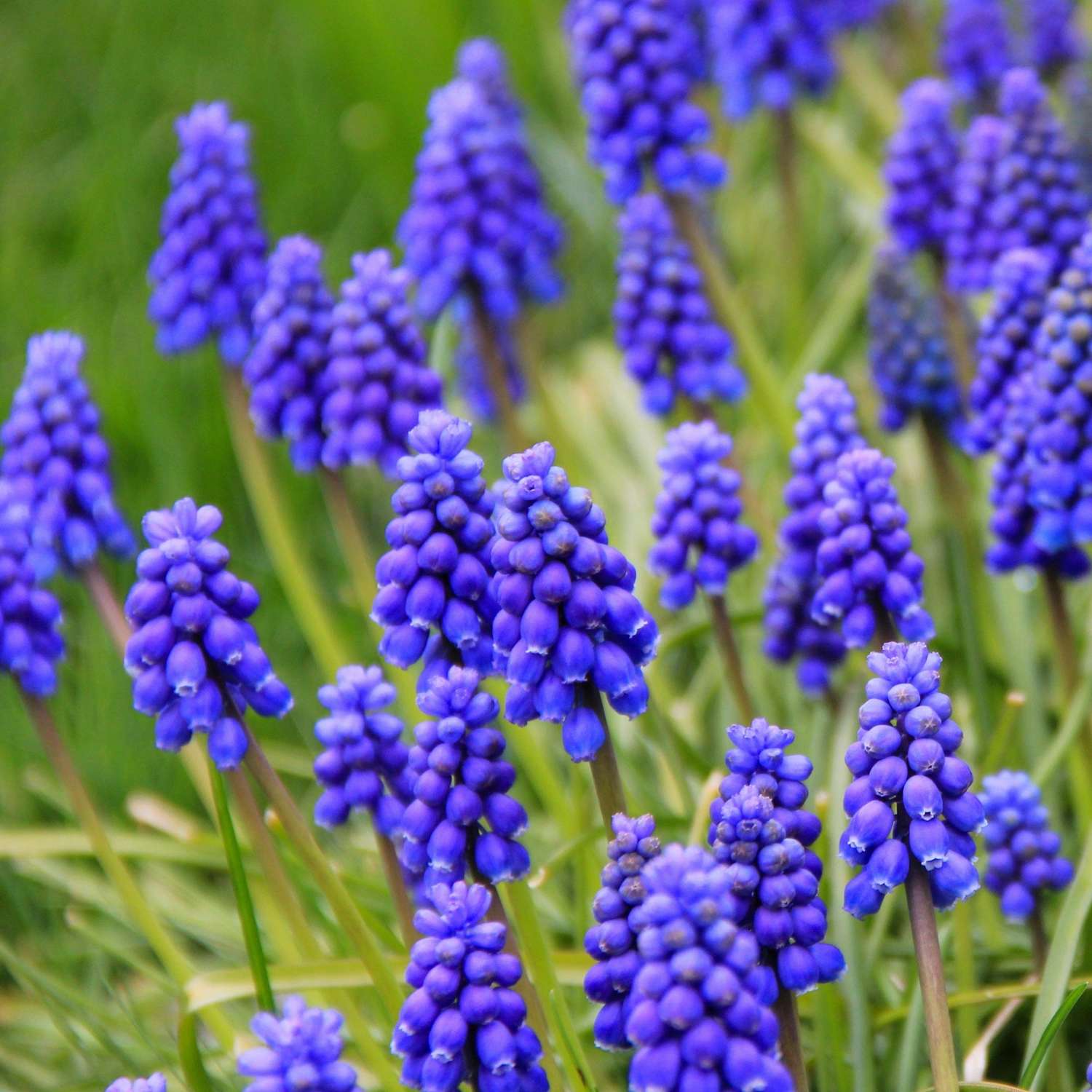 Muscari 'Armeniacum'