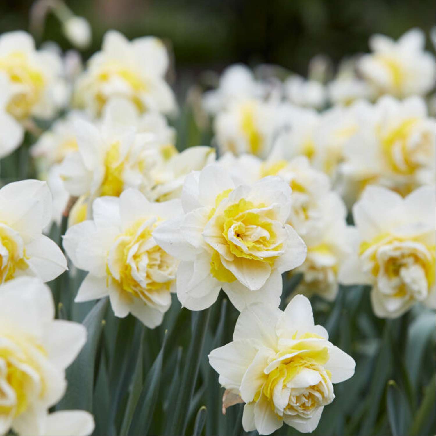 Narcissus 'Apricot Whirl'