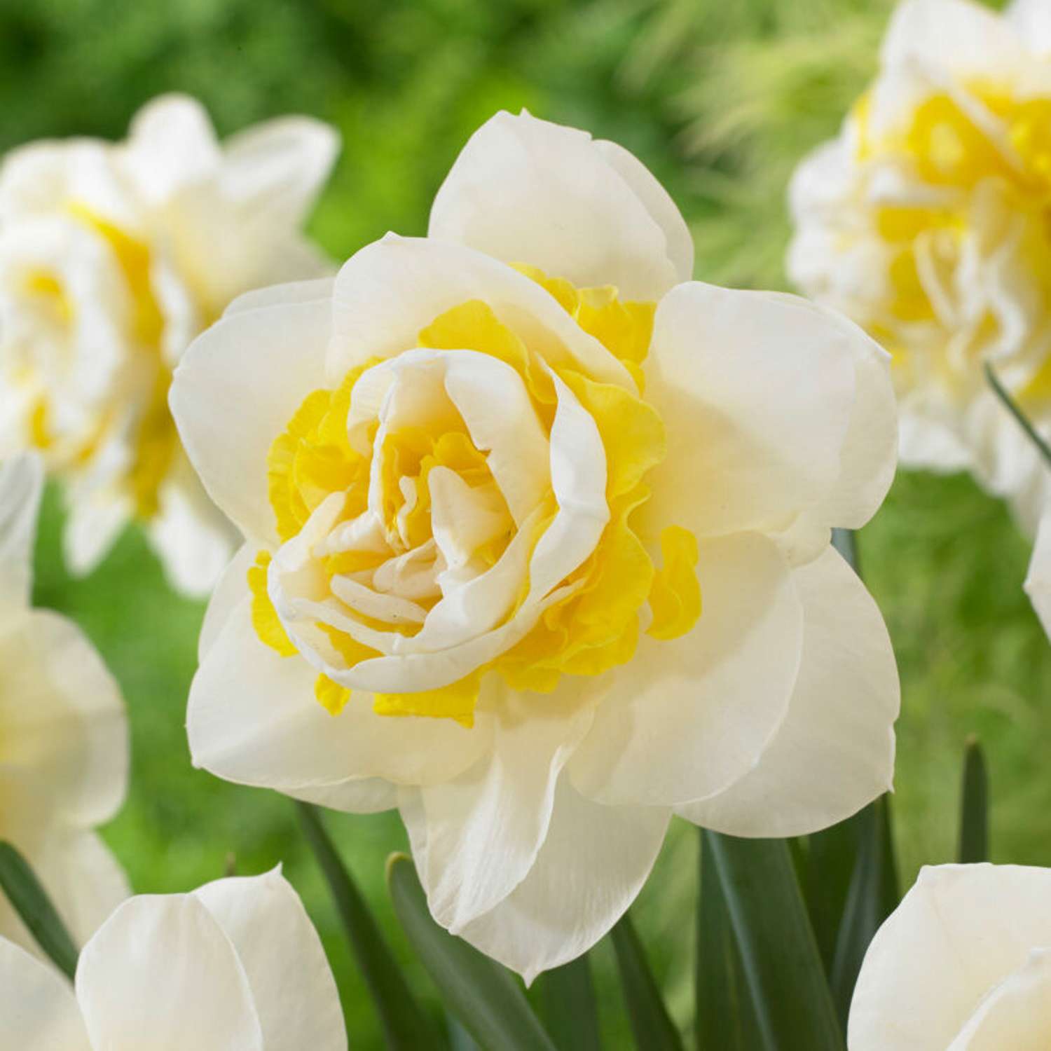 Narcissus 'Apricot Whirl'