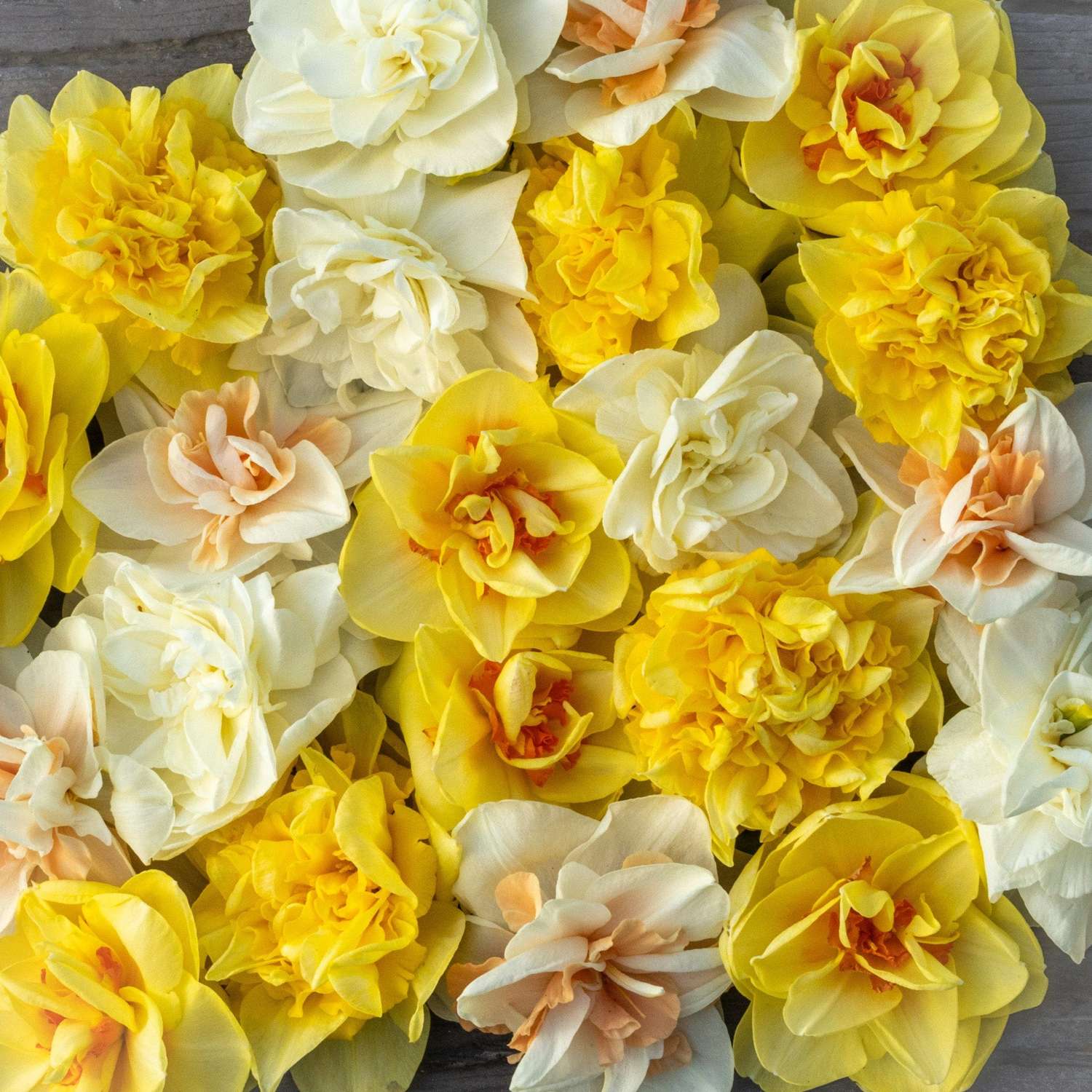 Mélange de narcisses 'Double Mix'