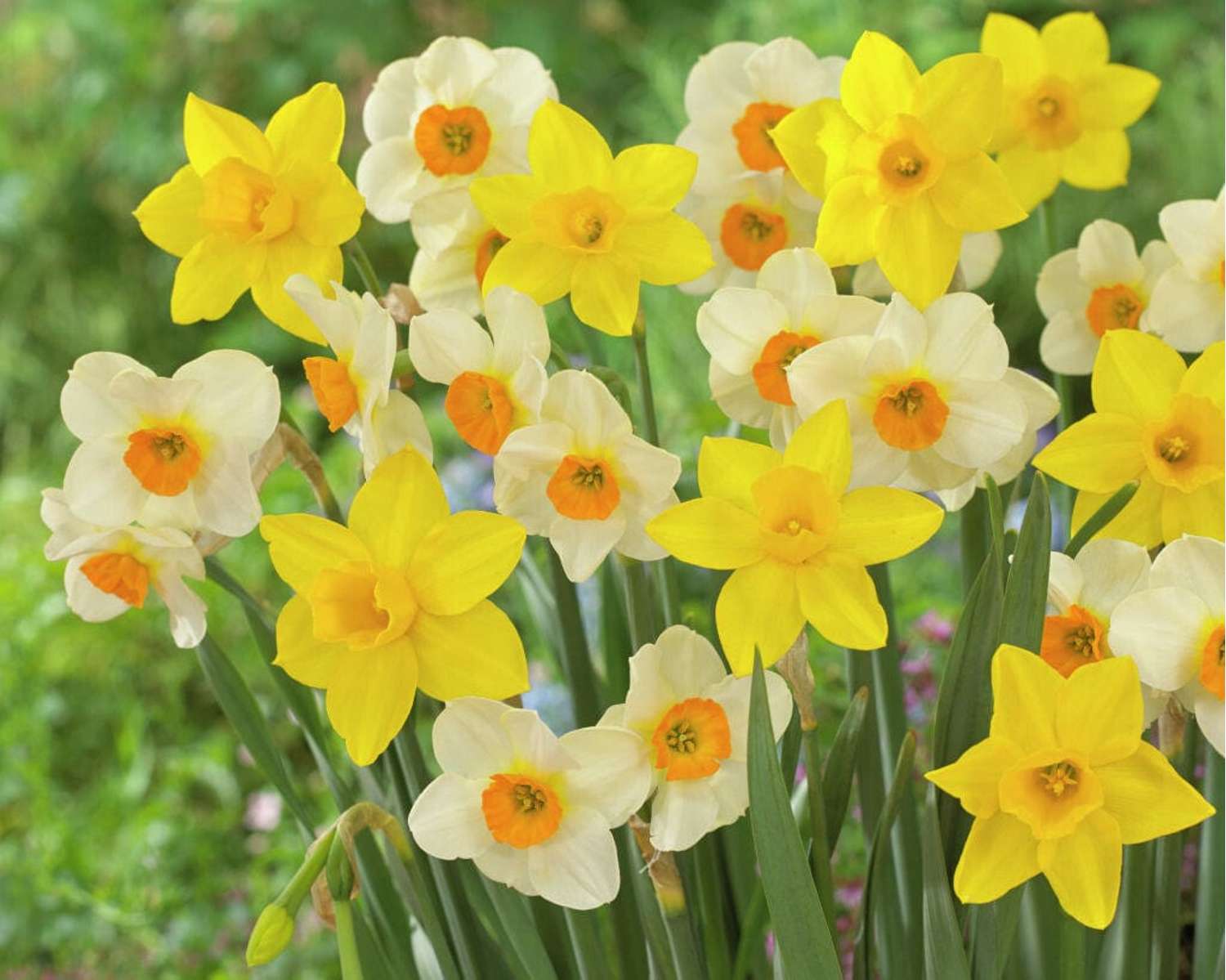 Mélange de narcisses 'Sweet Flower'