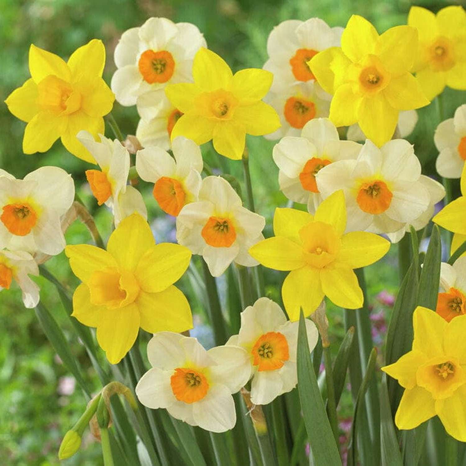 Mélange de narcisses 'Sweet Flower'