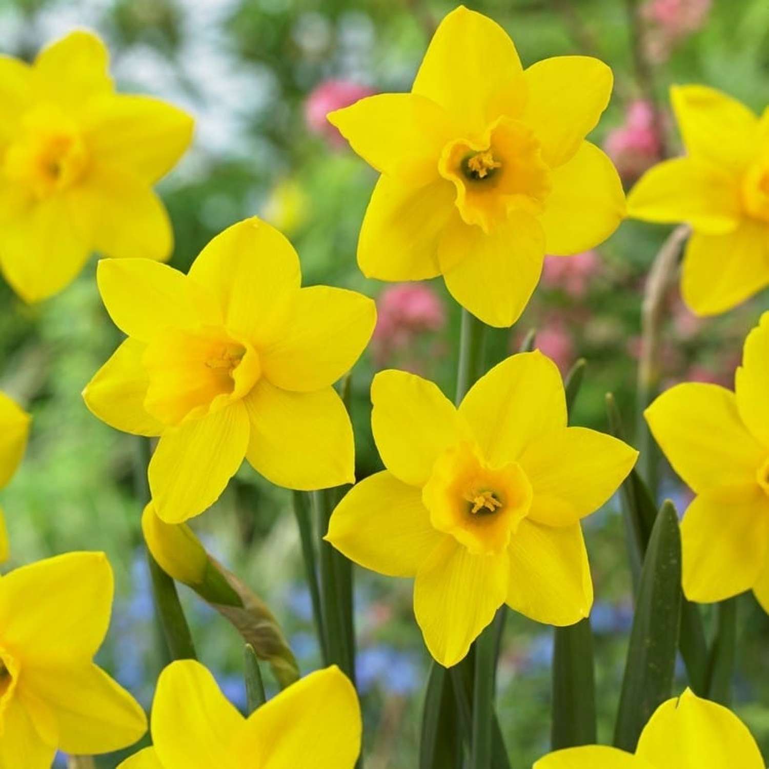Narcissus 'Sweetness'