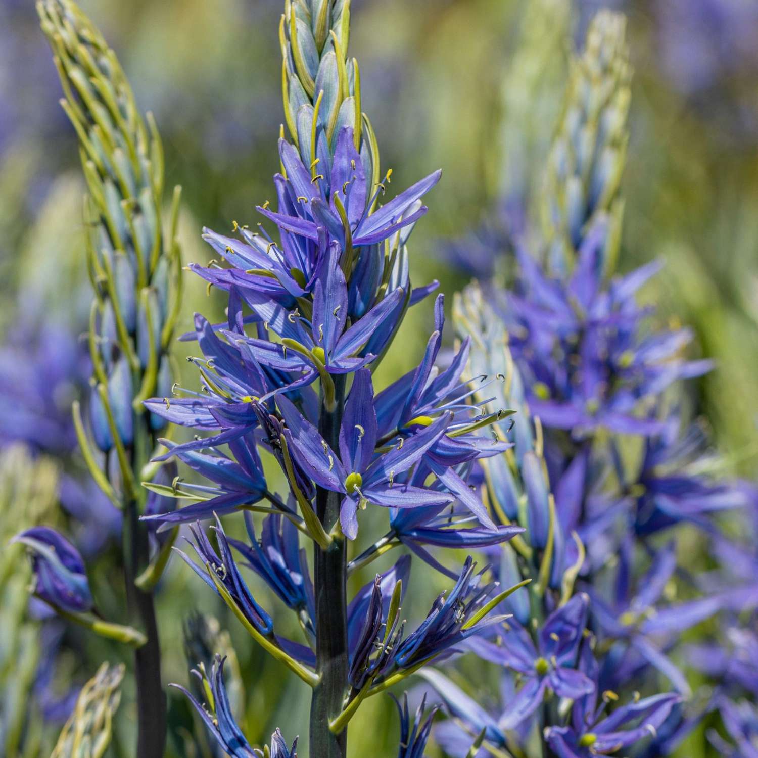 Lis des prairies, Caerulea
