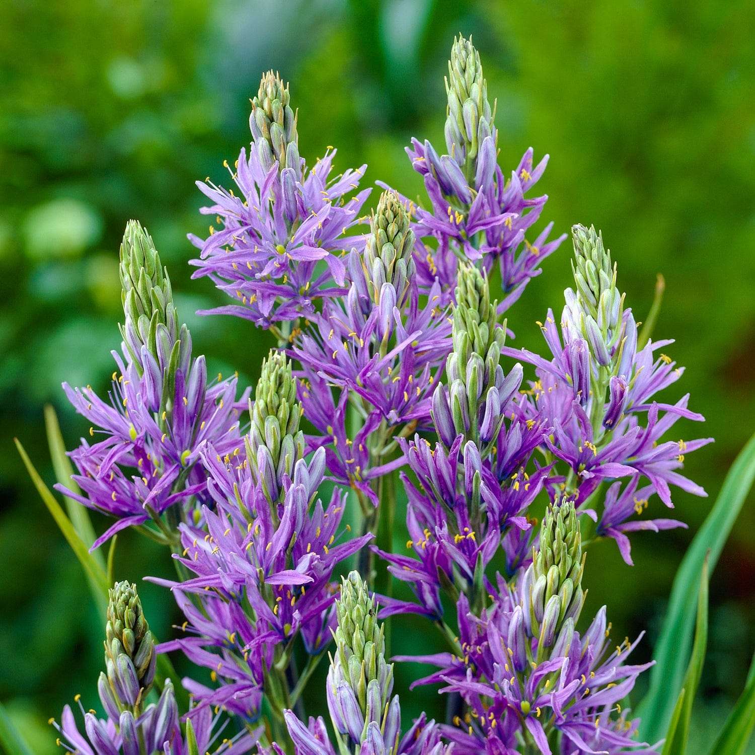 Camassia 'Quamash'