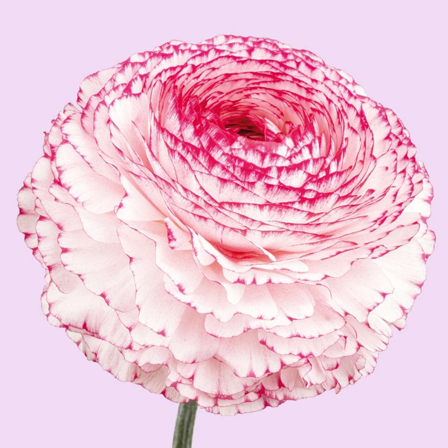 Renoncule 'Elegance Bianco Striato White/Red'