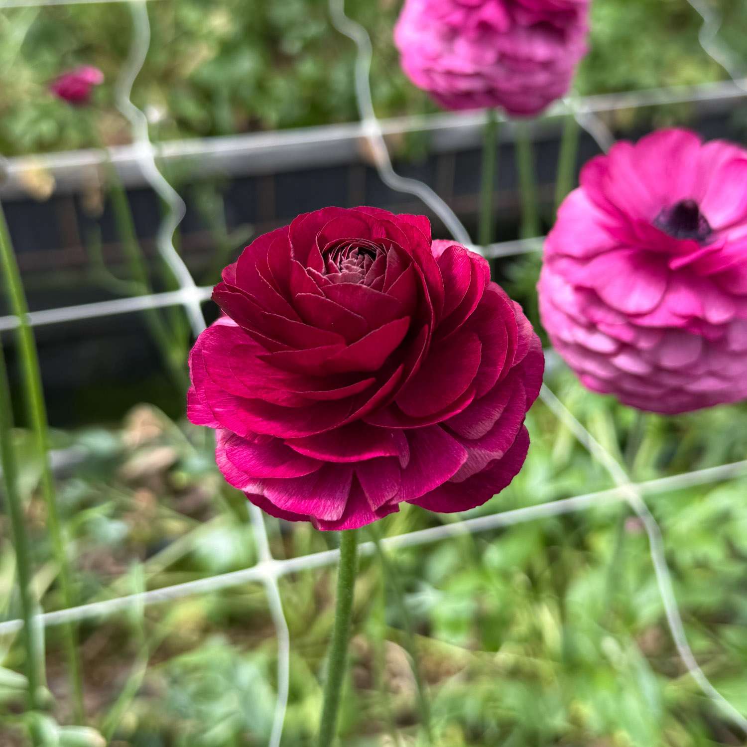 Renoncule 'Elegance Viola'