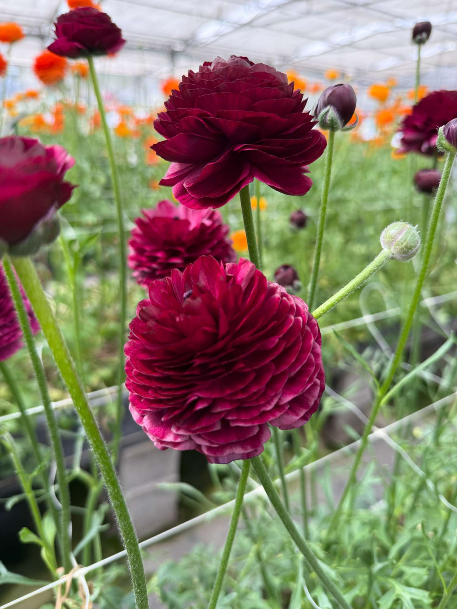 Renoncule 'Elegance Viola'