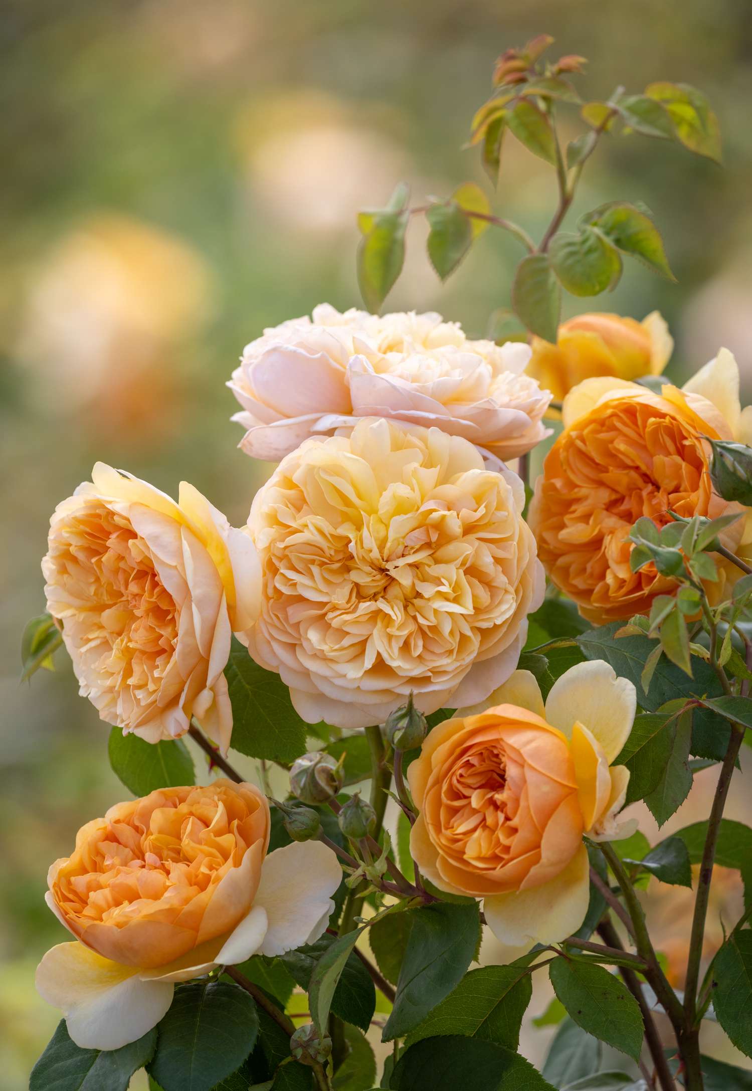 Rosier 'Bring Me Sunshine™' (Ausernie)