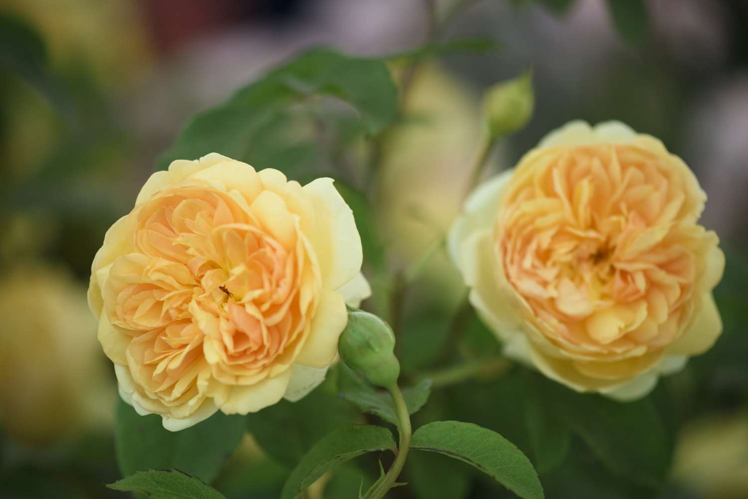 Rosier 'Bring Me Sunshine™' (Ausernie)