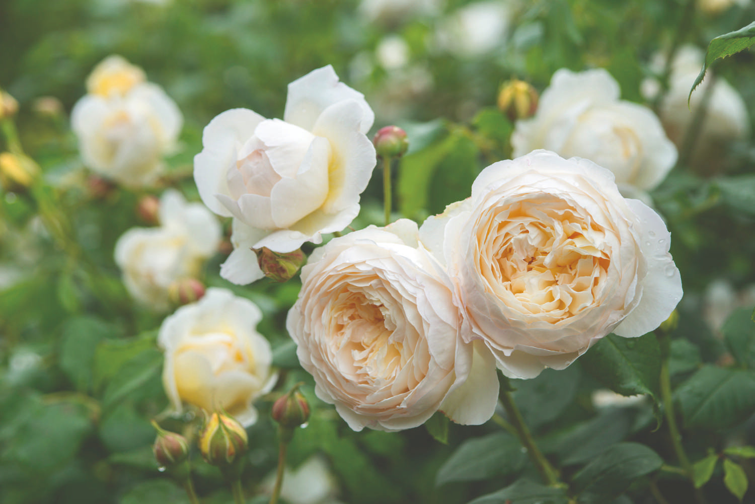 Rosier 'Claire Austin™' (Ausprior)
