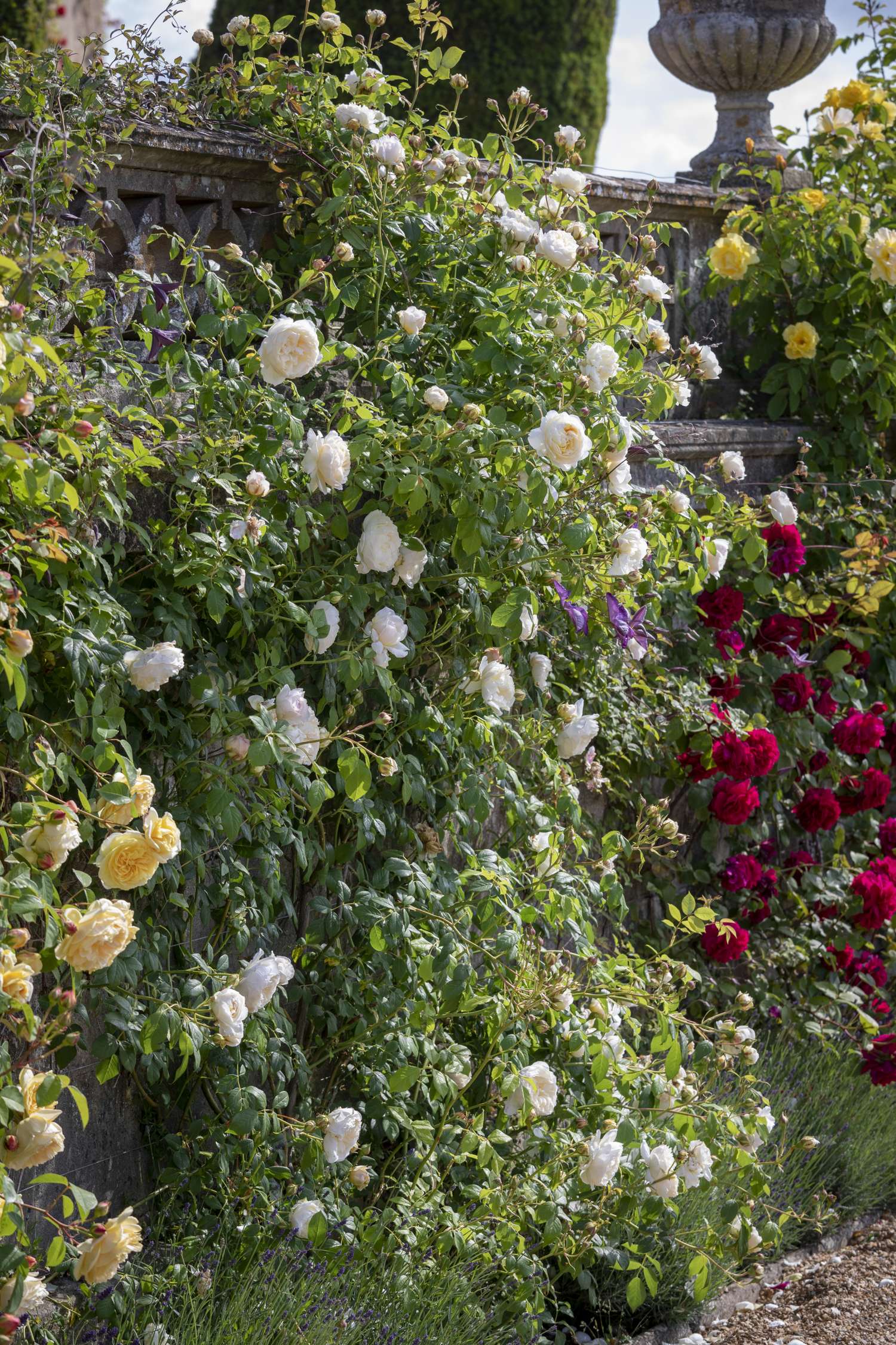 Rosier 'Claire Austin™' (Ausprior)