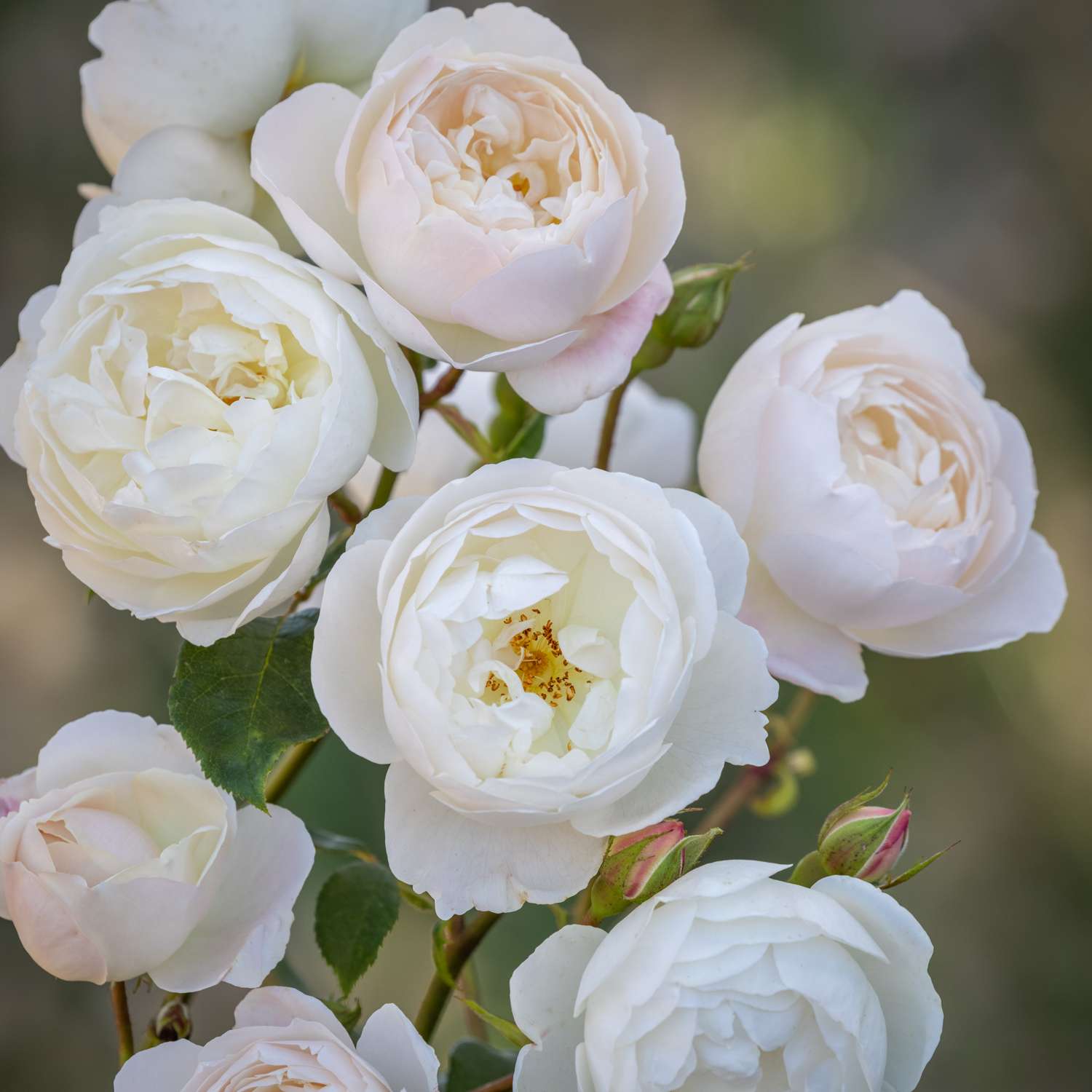 Rosier 'Desdemona™' (Auskindling)