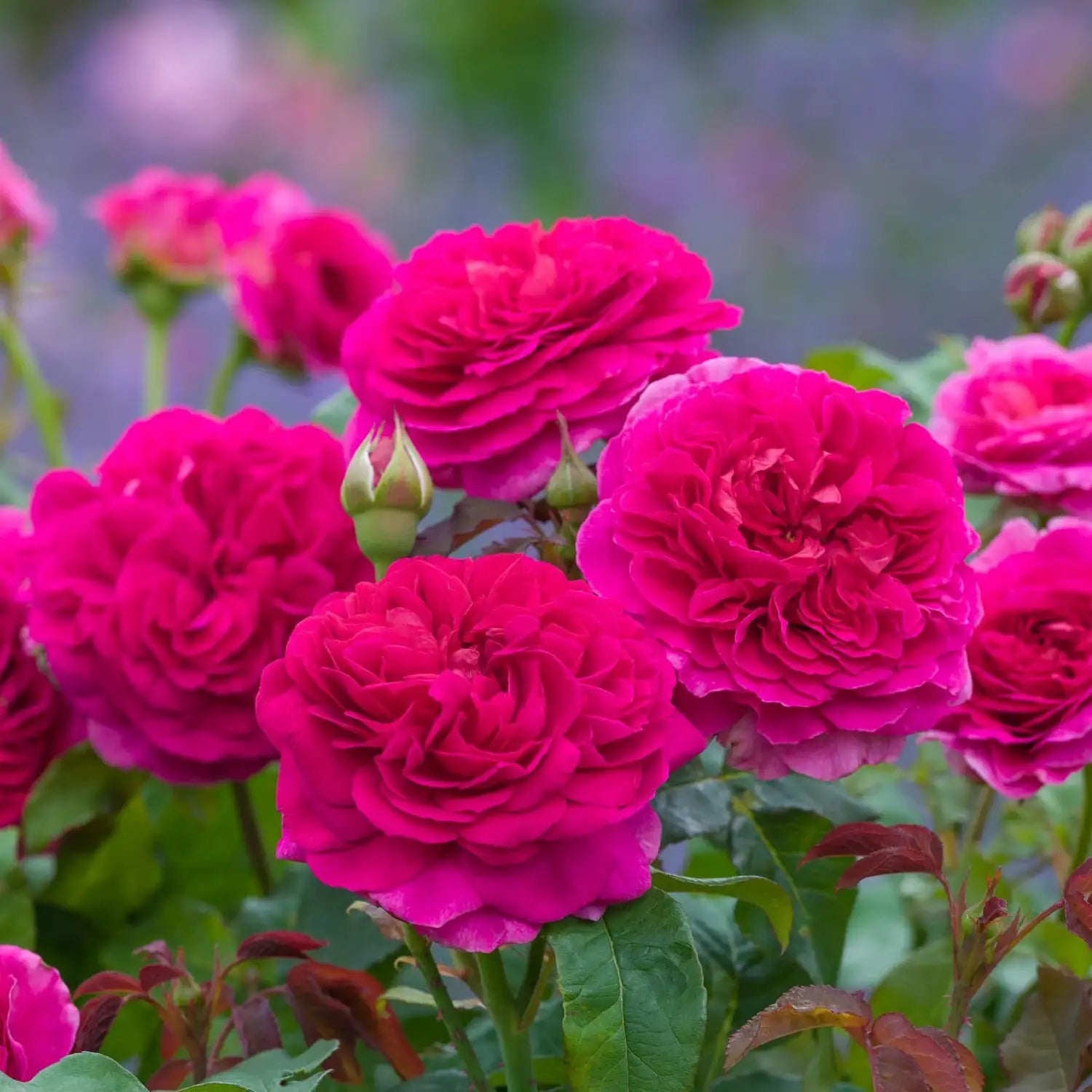 Rosier 'Gabriel Oak™' (Auscrowd)