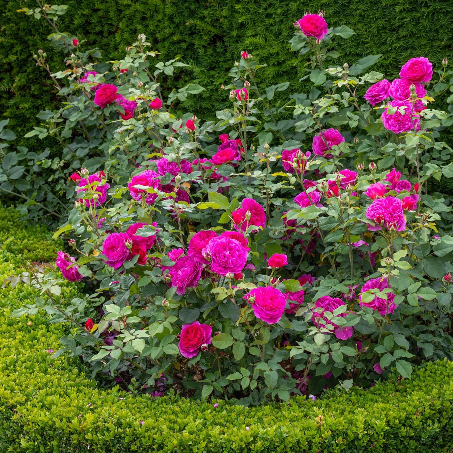 Rosier 'Gabriel Oak™' (Auscrowd)