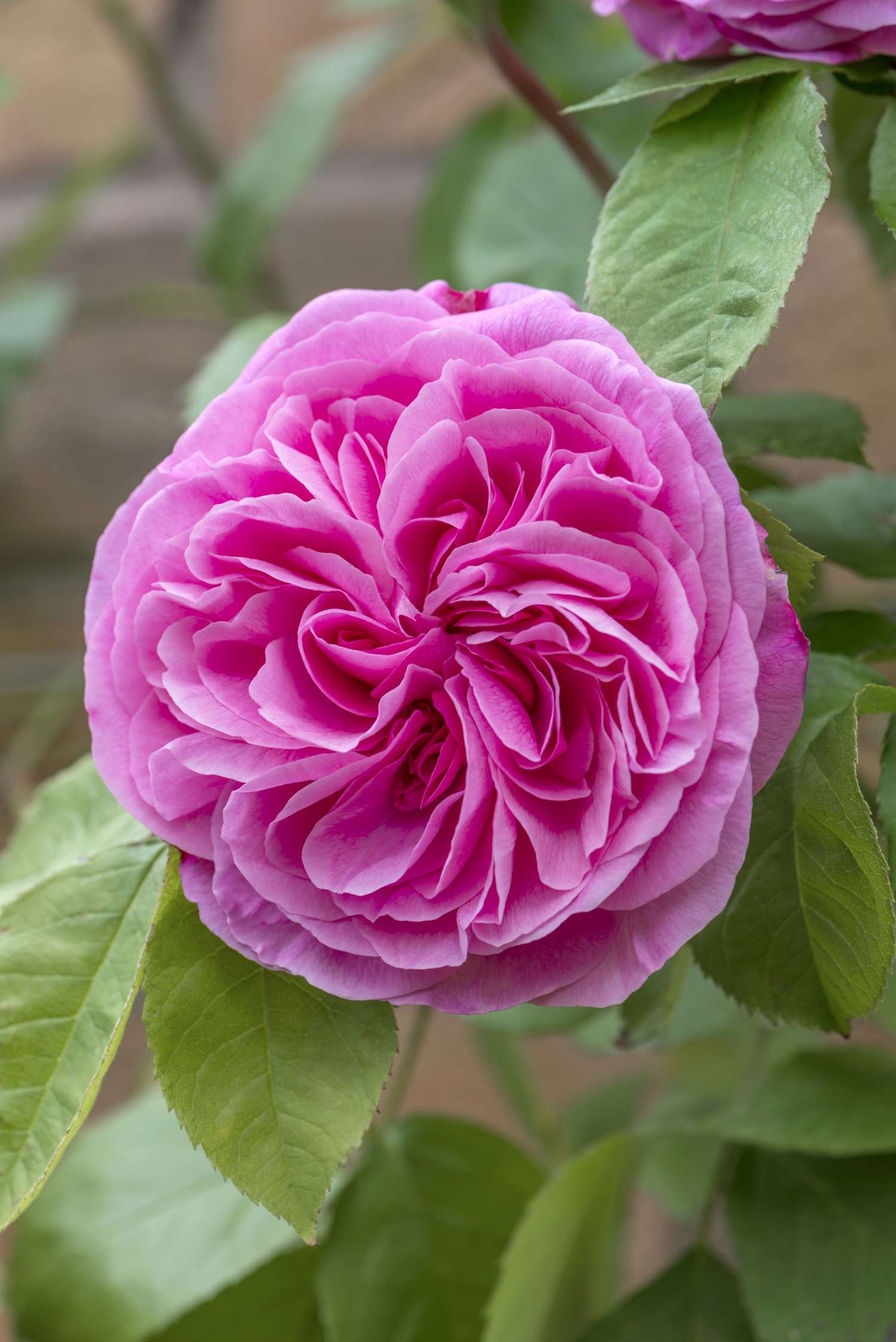 Rosier 'Gertrude Jekyll®' (Ausbord)