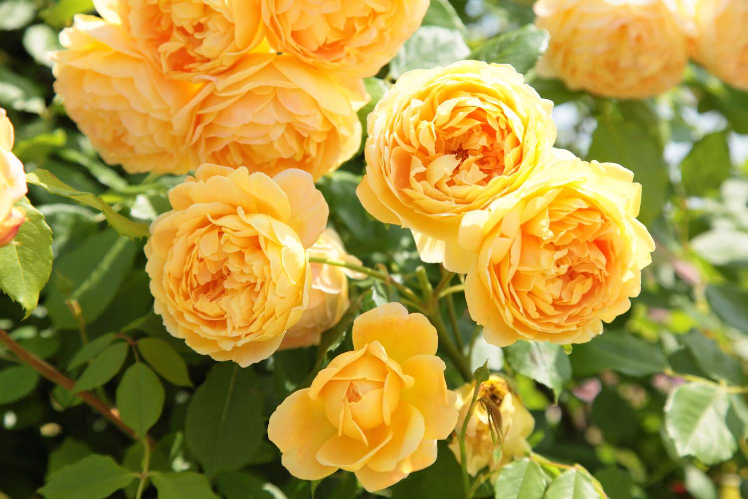 Rosier 'Golden Celebration®' (Ausgold)