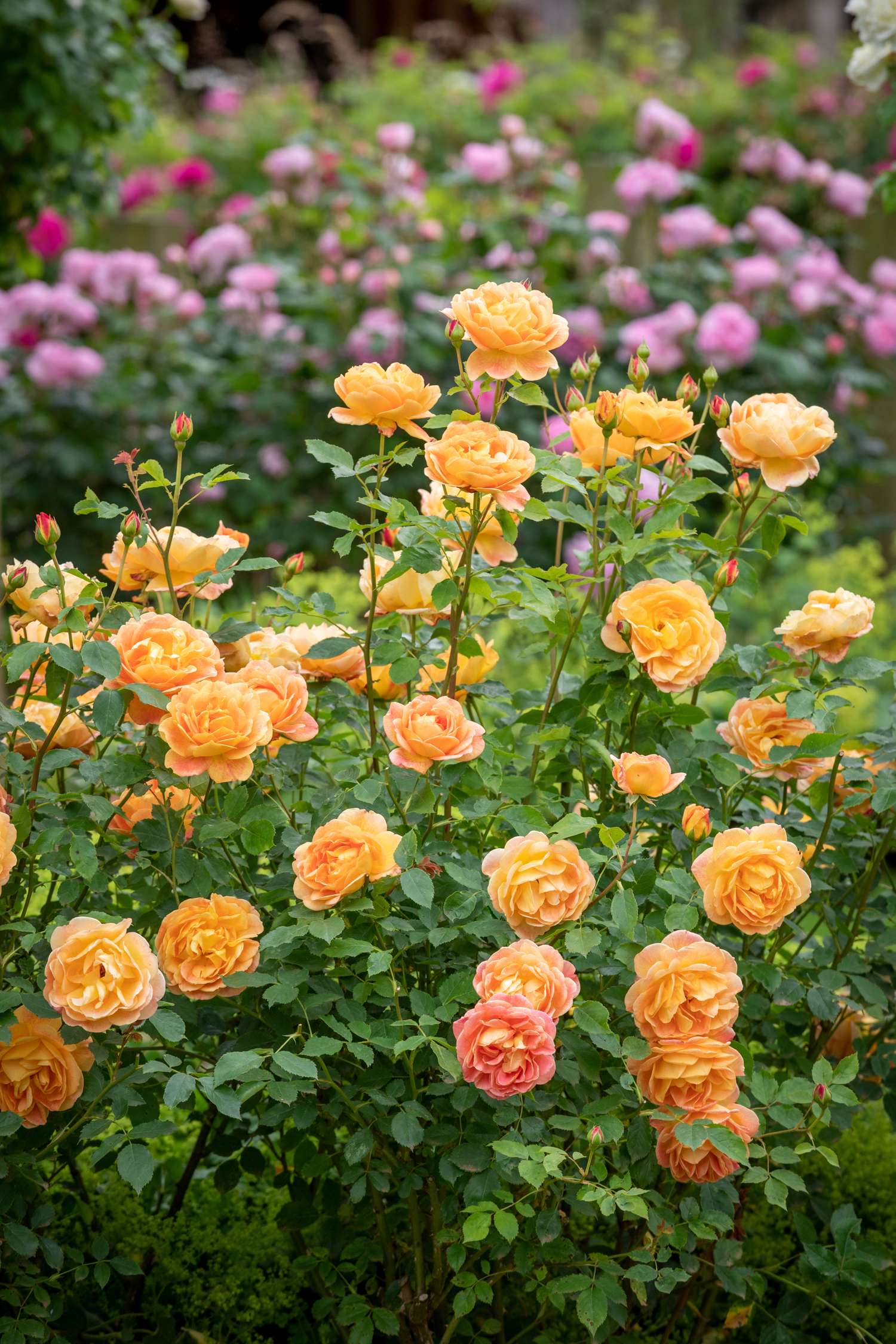 Rosier 'Lady of Shalott™' (Ausnyson)