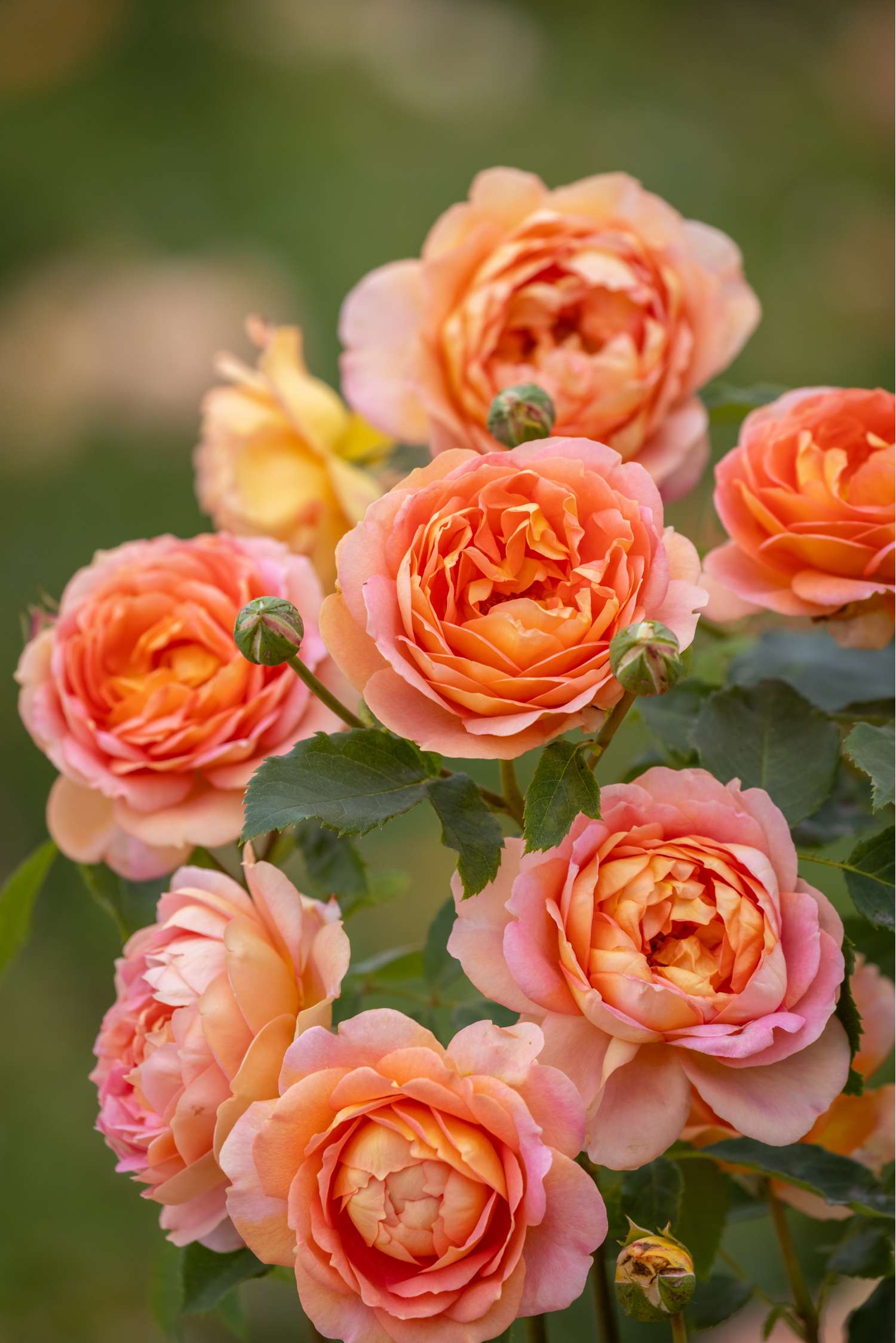Rosier 'Lady of Shalott™' (Ausnyson)
