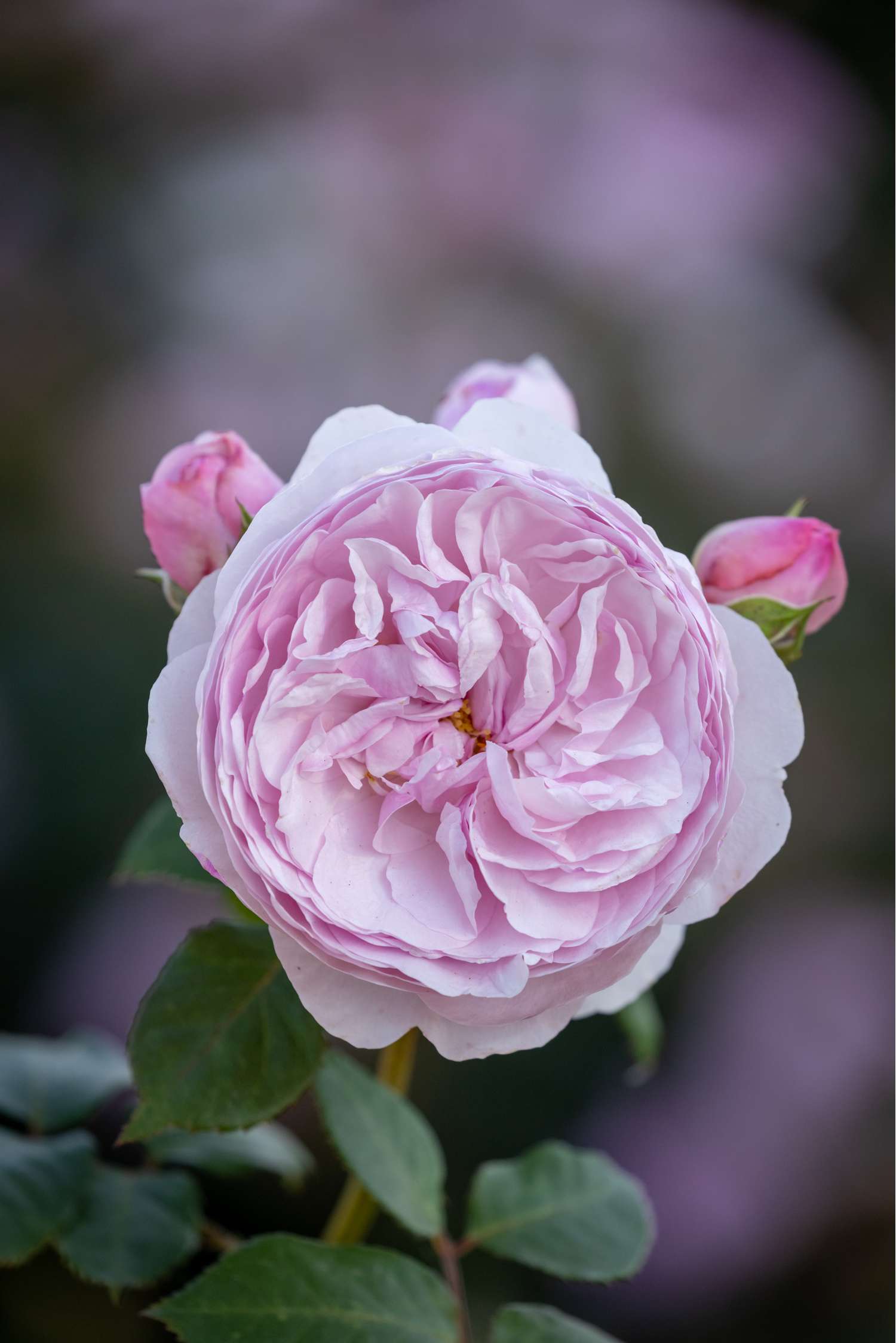 Rosier 'Olivia Rose Austin®' (Ausmixture)