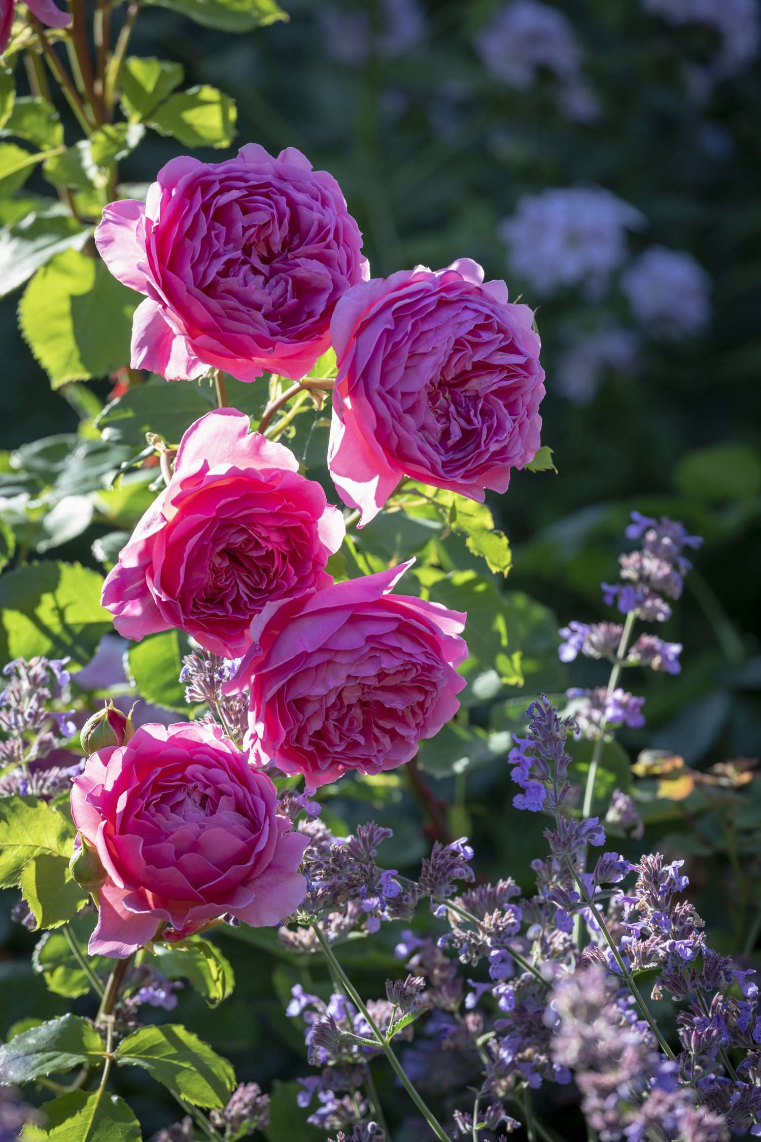 Rosier 'Princess Alexandra of Kent™' (Ausmerchant)