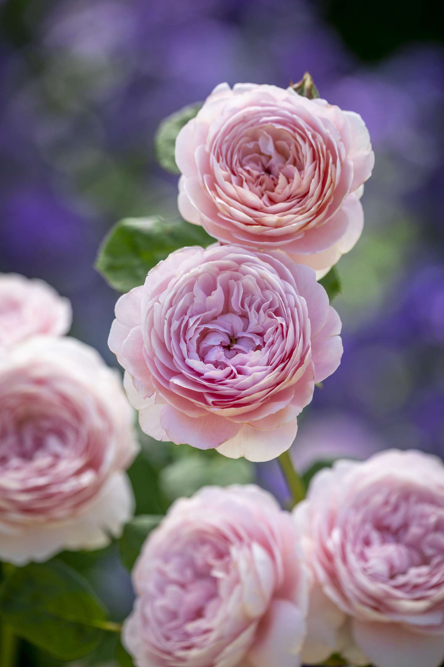 Rosier 'Queen of Sweden™' (Austiger)