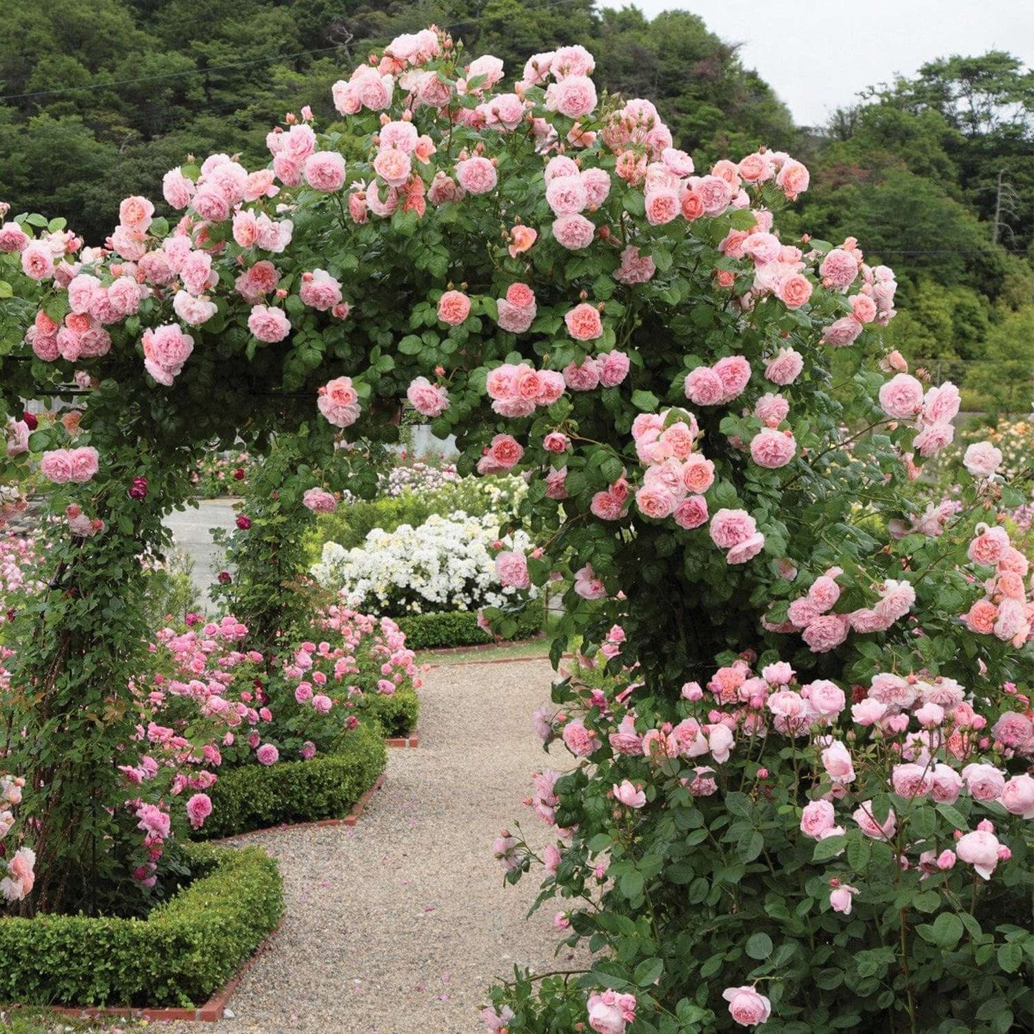 Rosier 'Strawberry Hill' (Ausrimini)