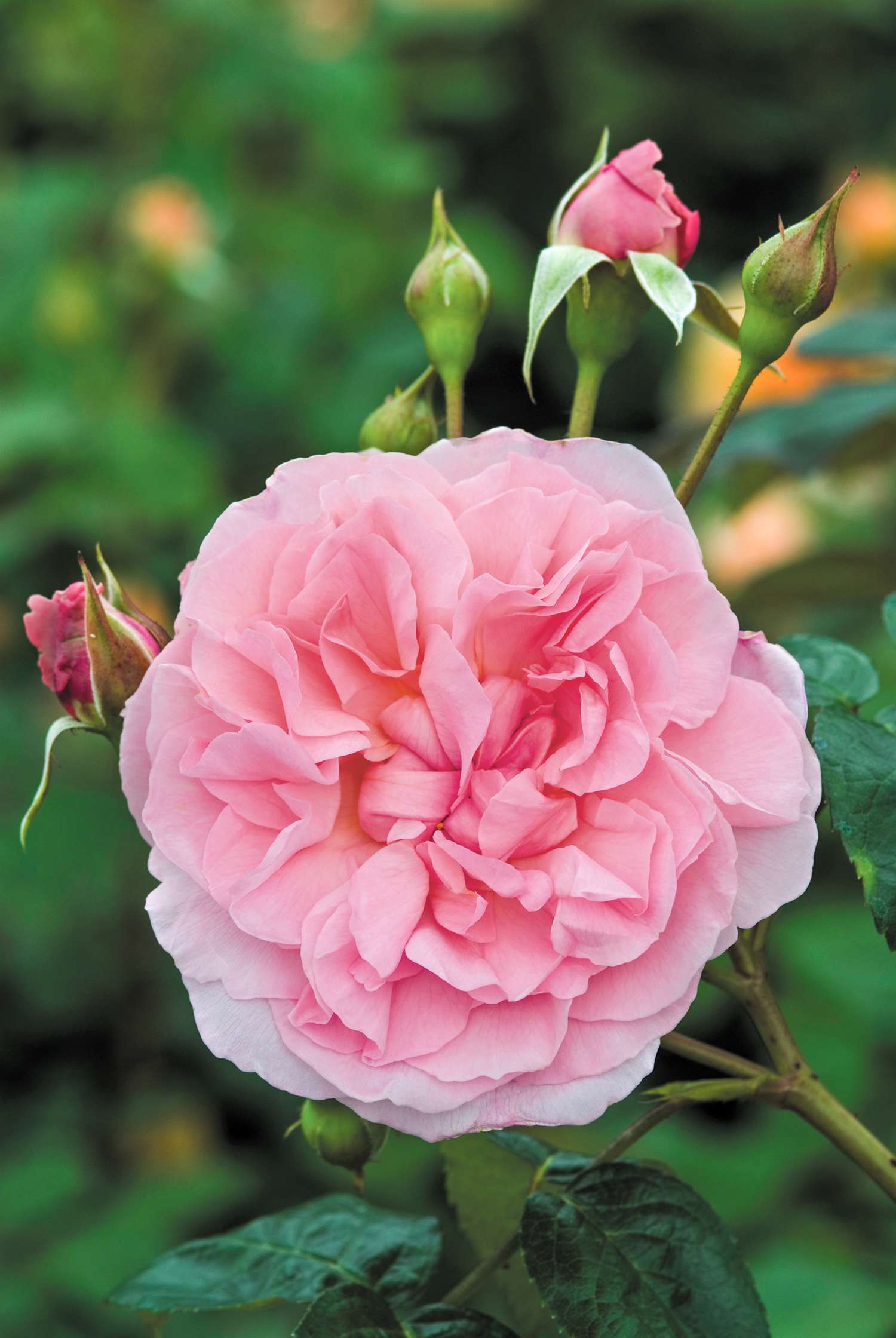 Rosier 'Strawberry Hill' (Ausrimini)