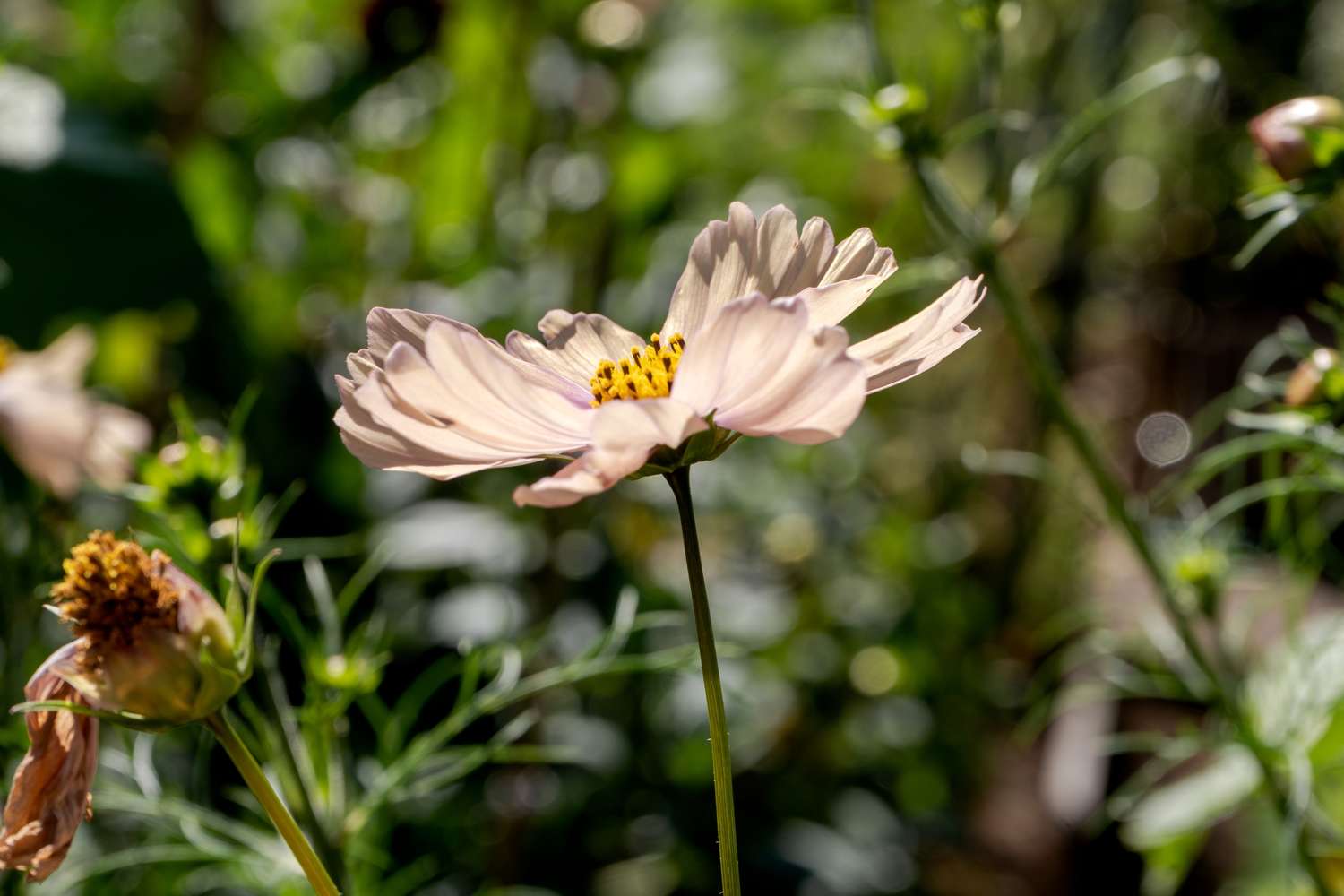 Cosmos 'Apricot Lemonade' (graines)
