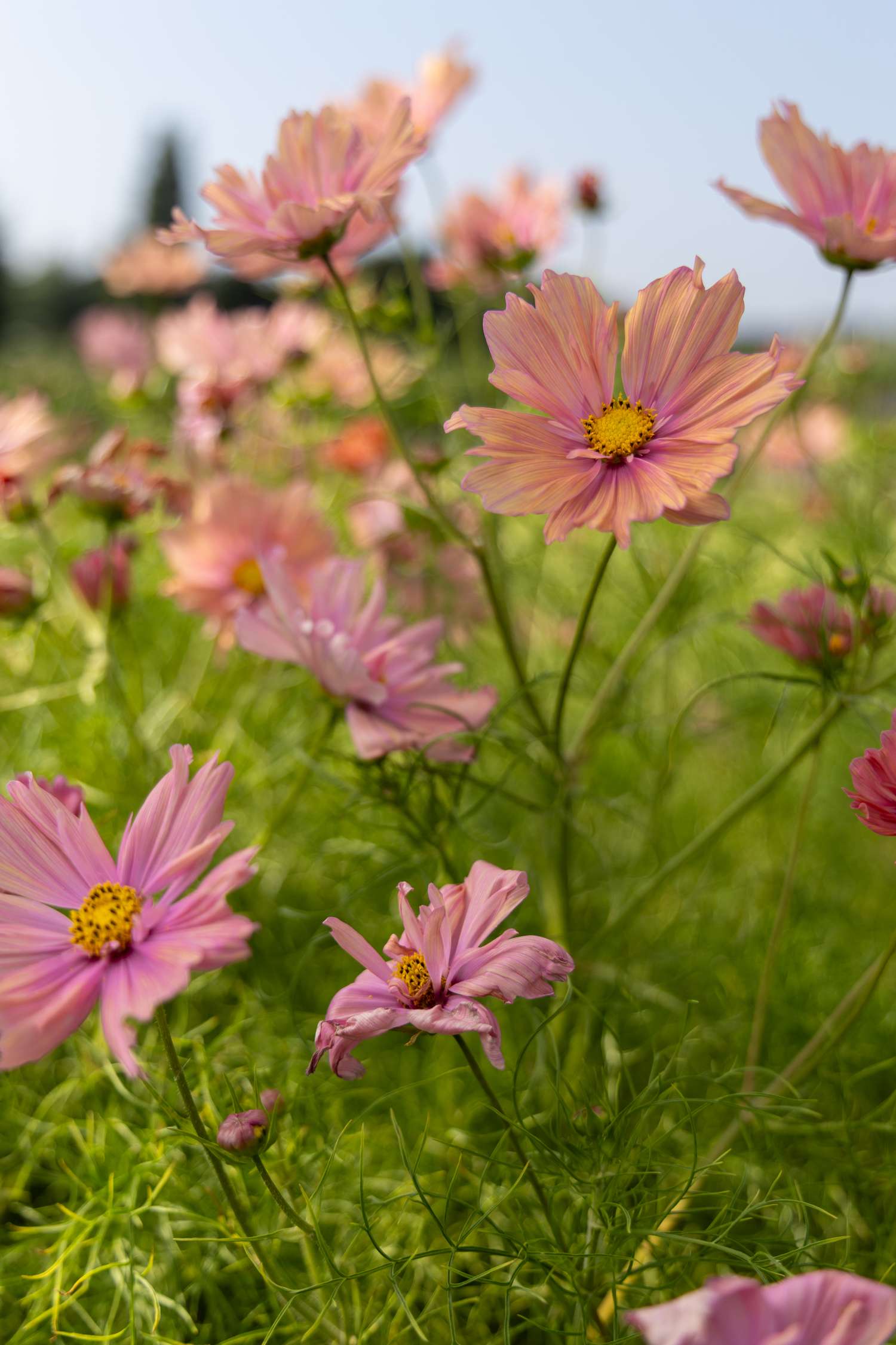 Cosmos 'Apricotta' (graines)
