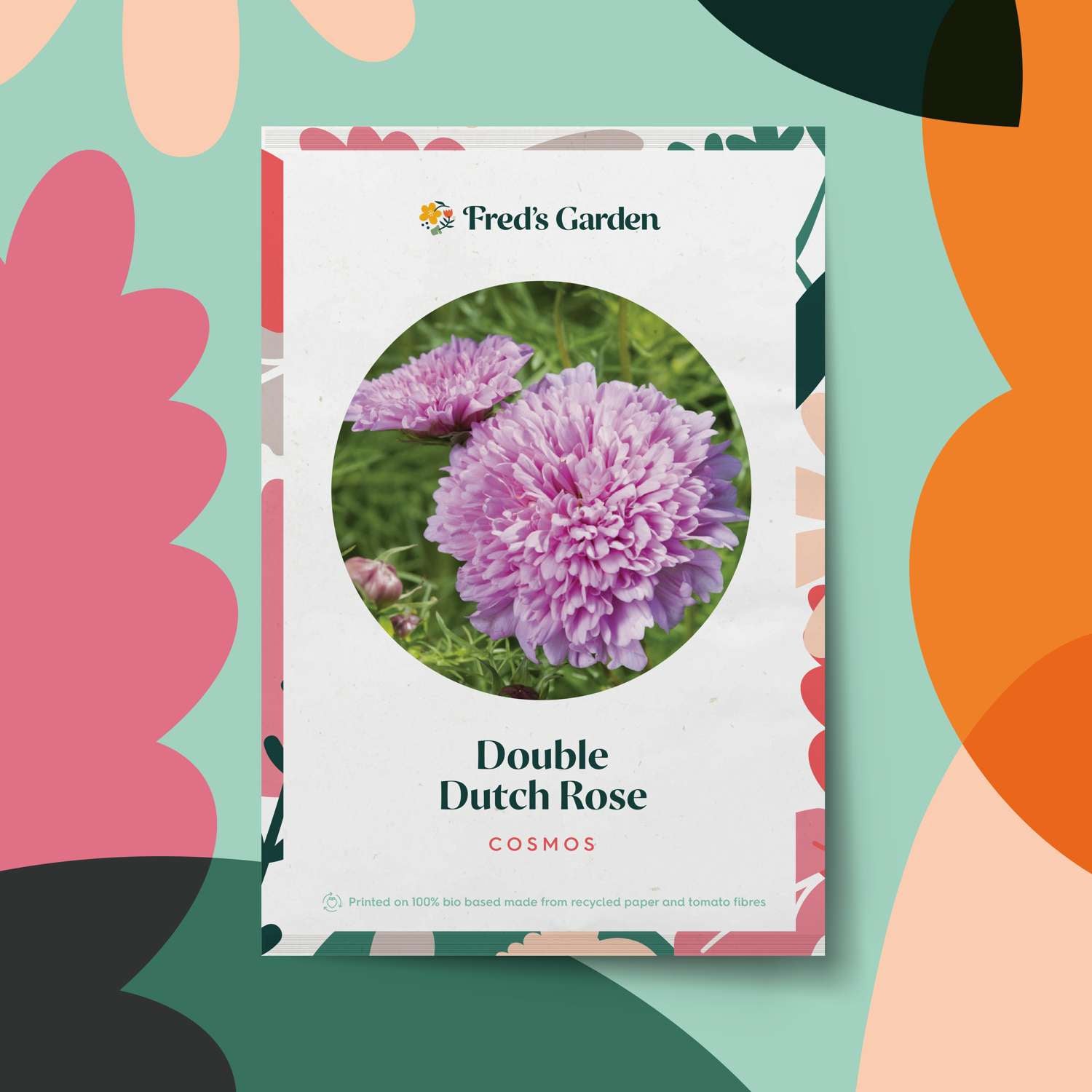 Cosmos 'Double Dutch Rose' (graines)
