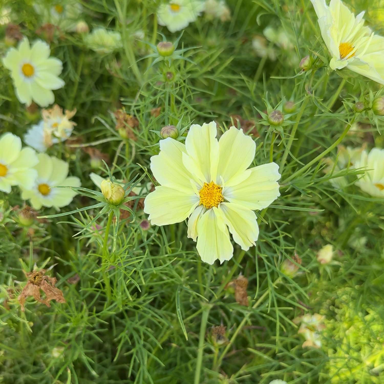 Cosmos 'Xanthos' (graines)