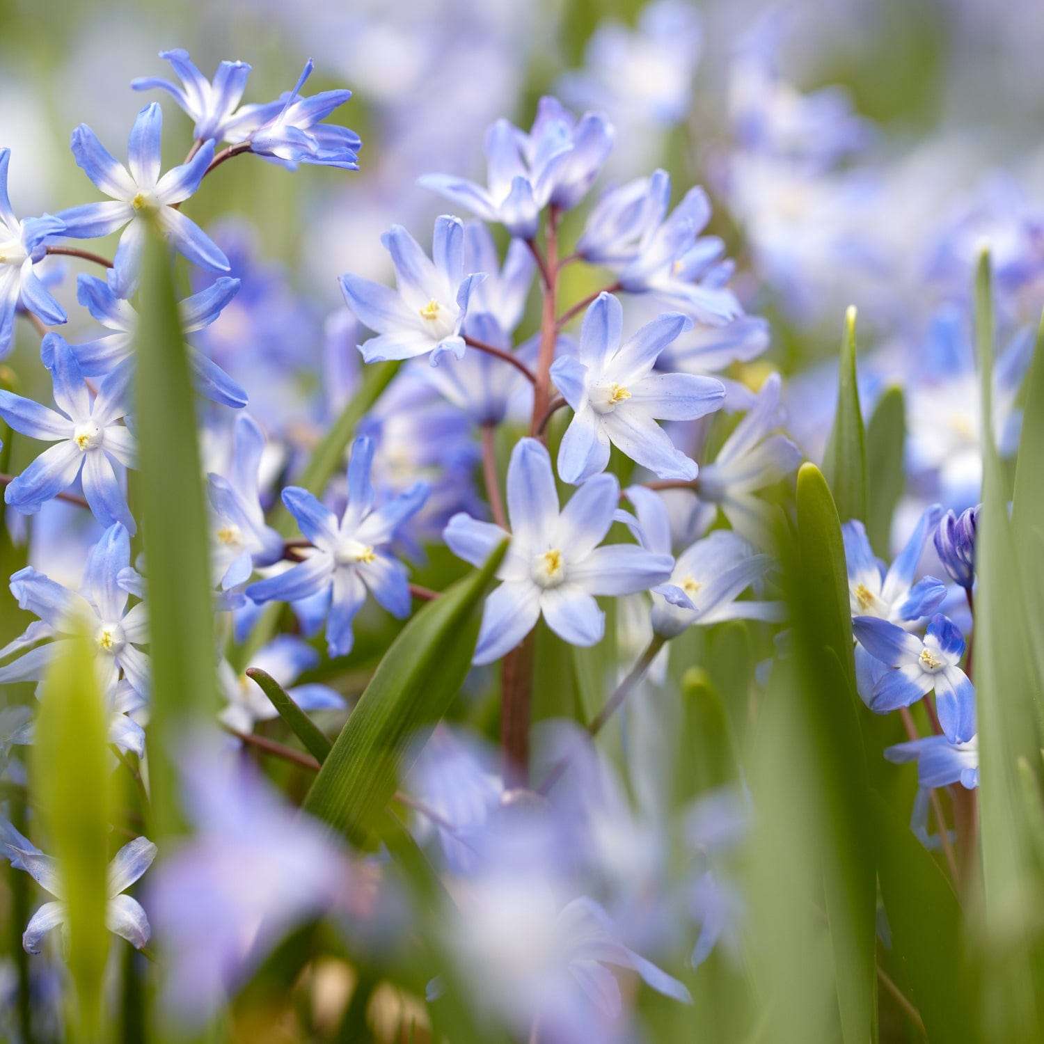 Gloire des neiges Chionodoxa forbesii