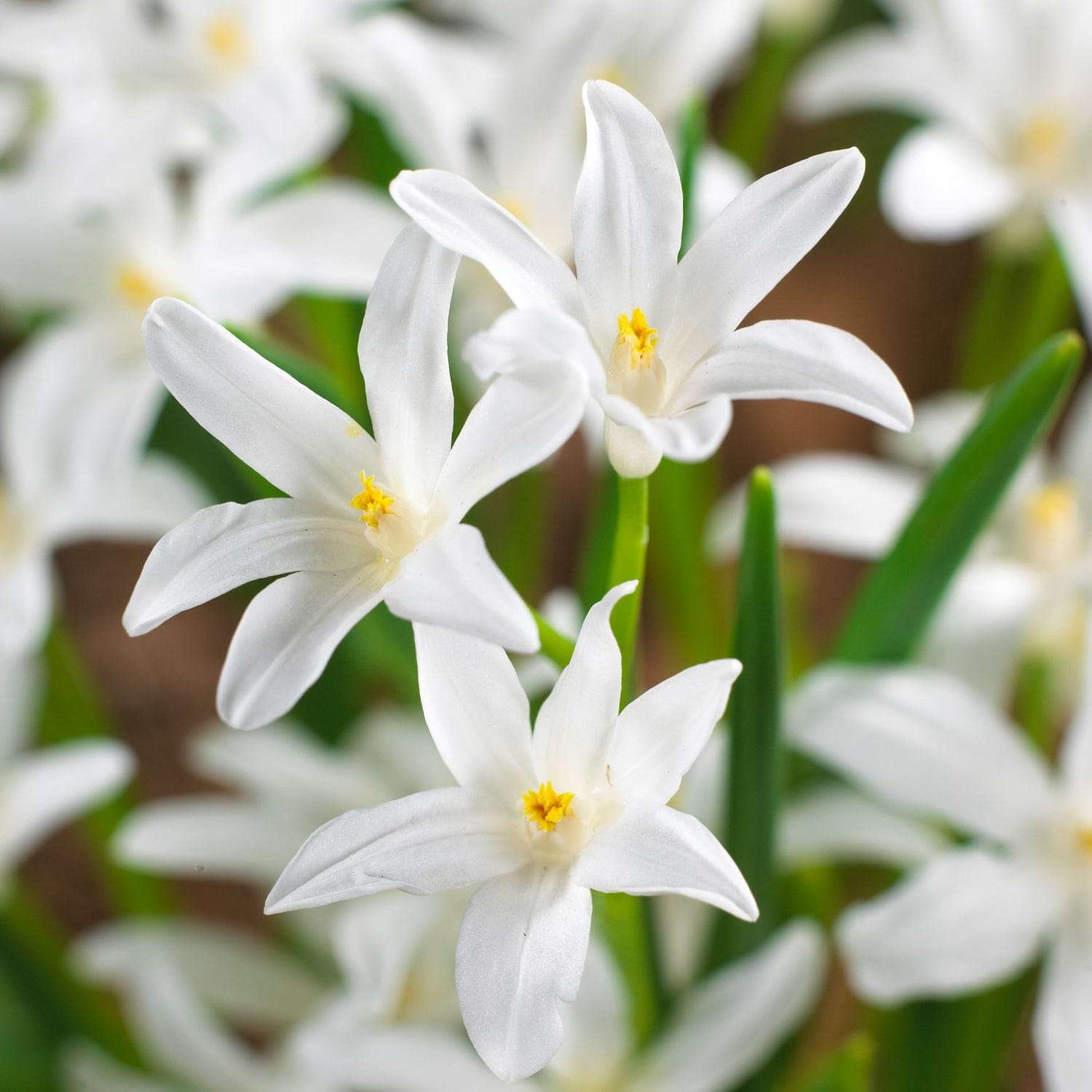 Gloire des neiges 'Alba'