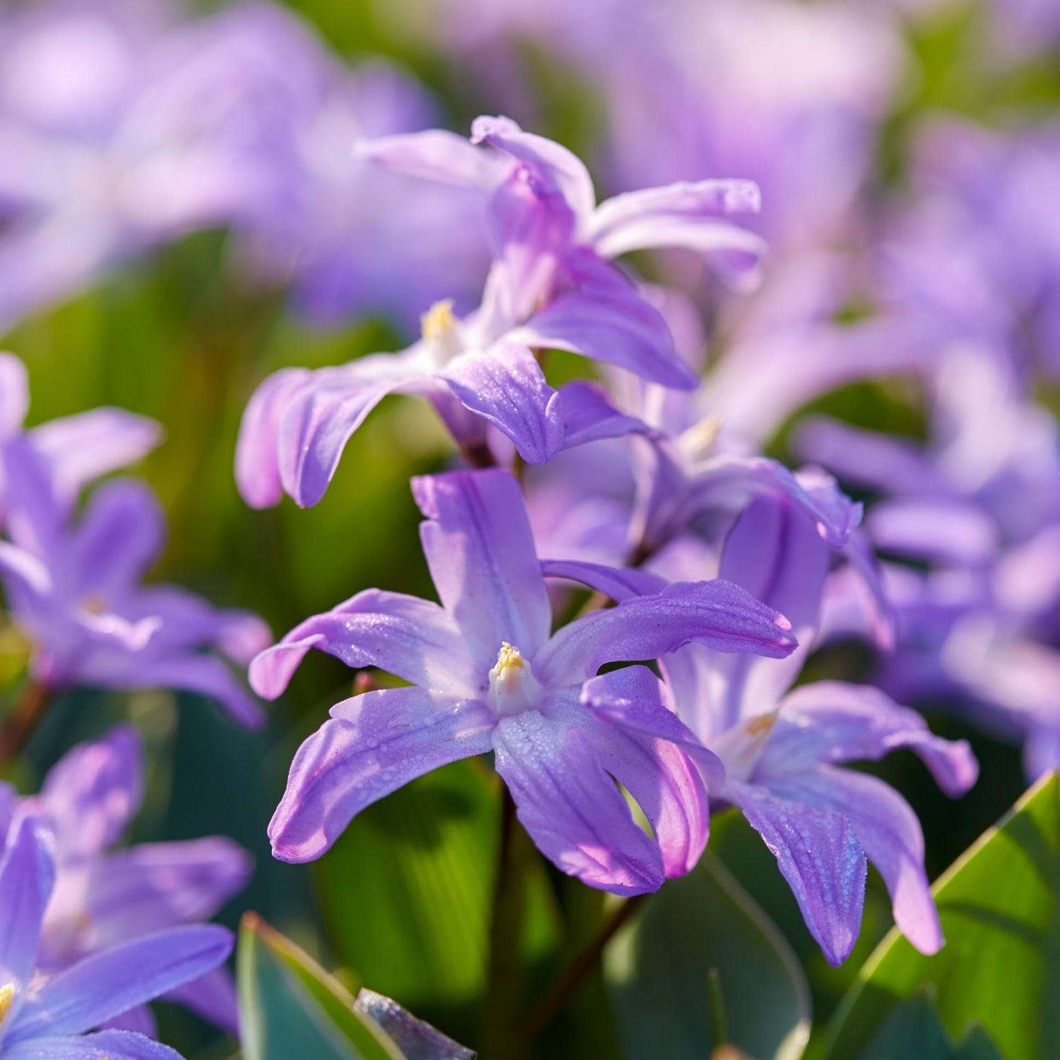 Gloire des neiges 'Violet Beauty'