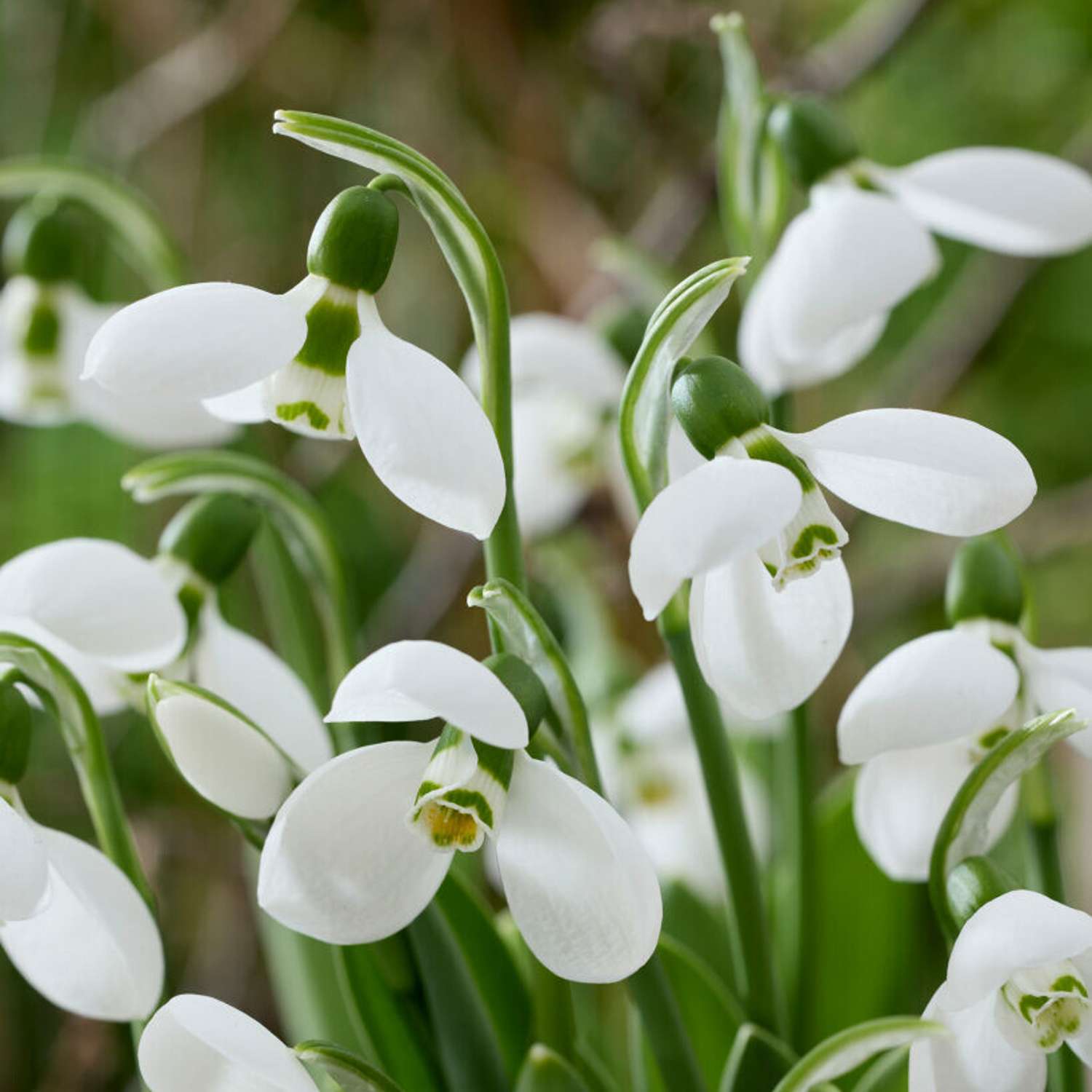 Perce-neige 'Flore Pleno'