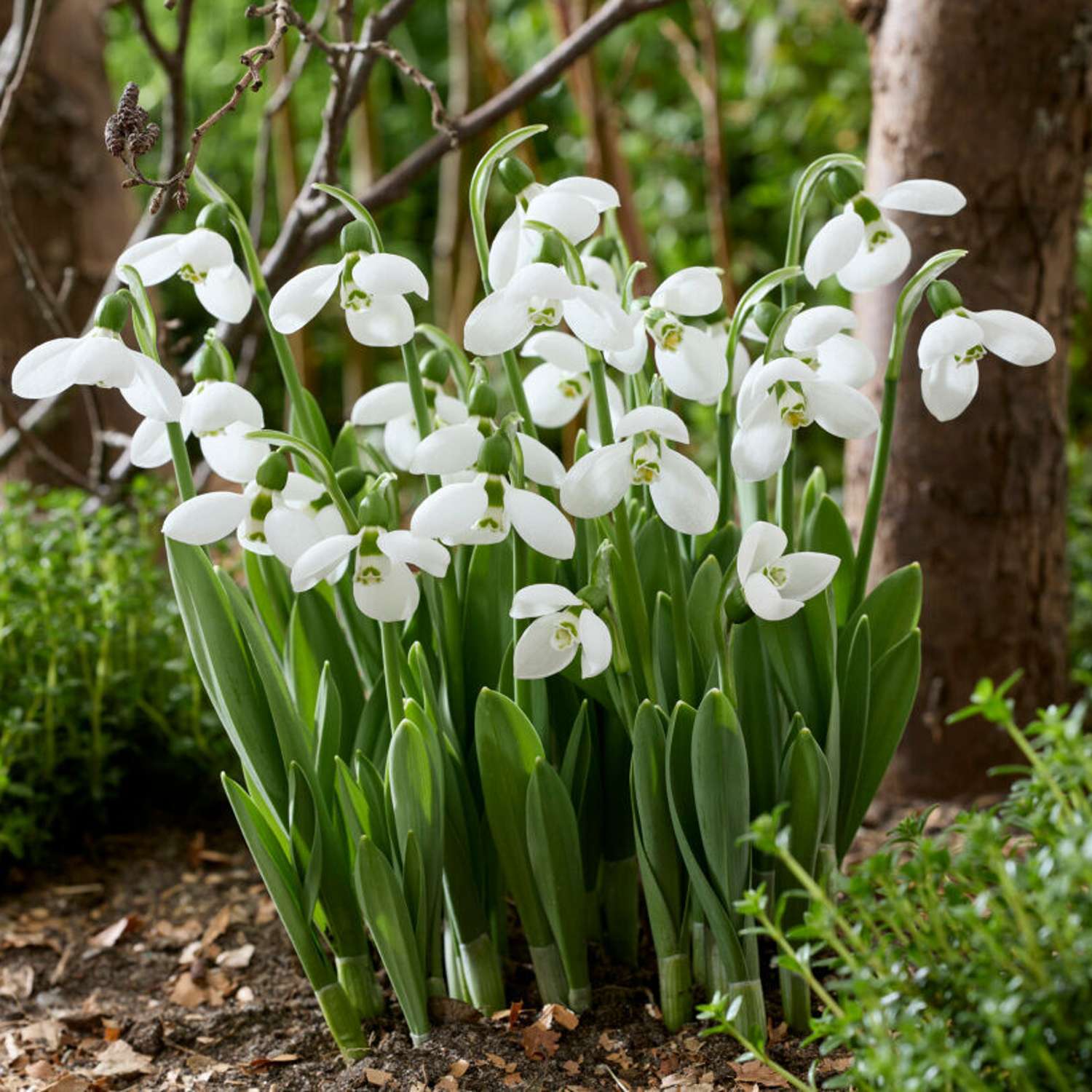 Perce-neige 'Flore Pleno'
