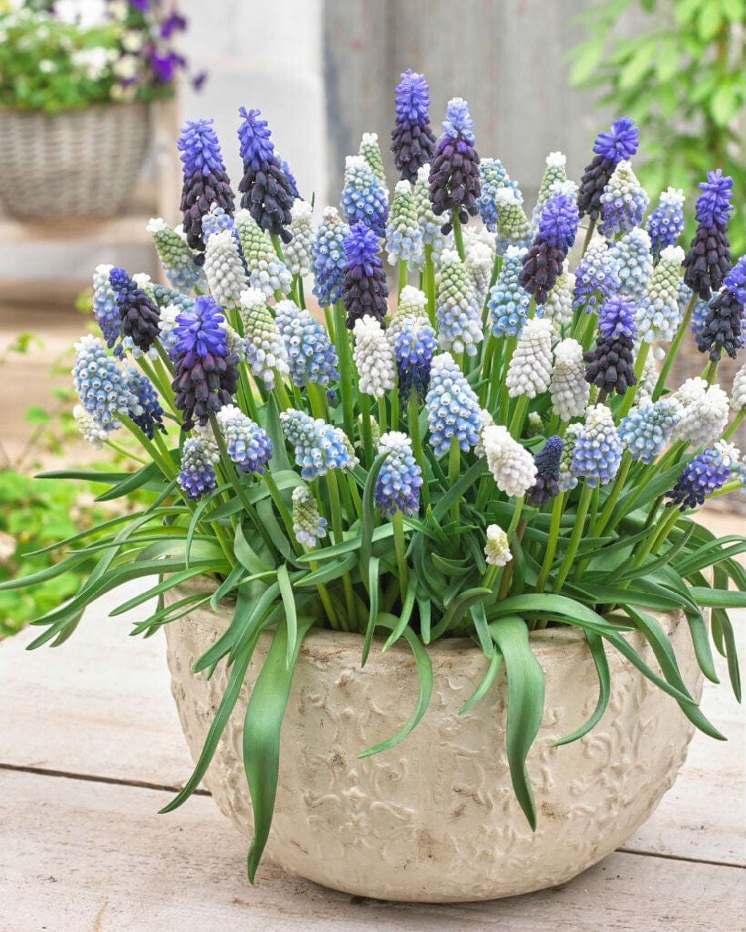 Mélange de Muscari 'Sprinkles'