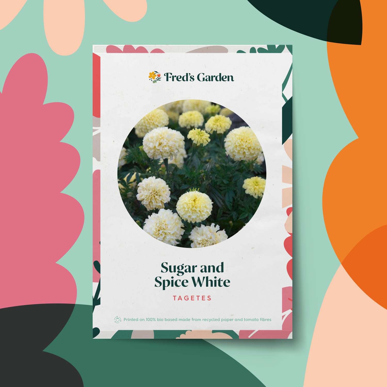 Œillet d'Inde 'Sugar and Spice White' (graines)