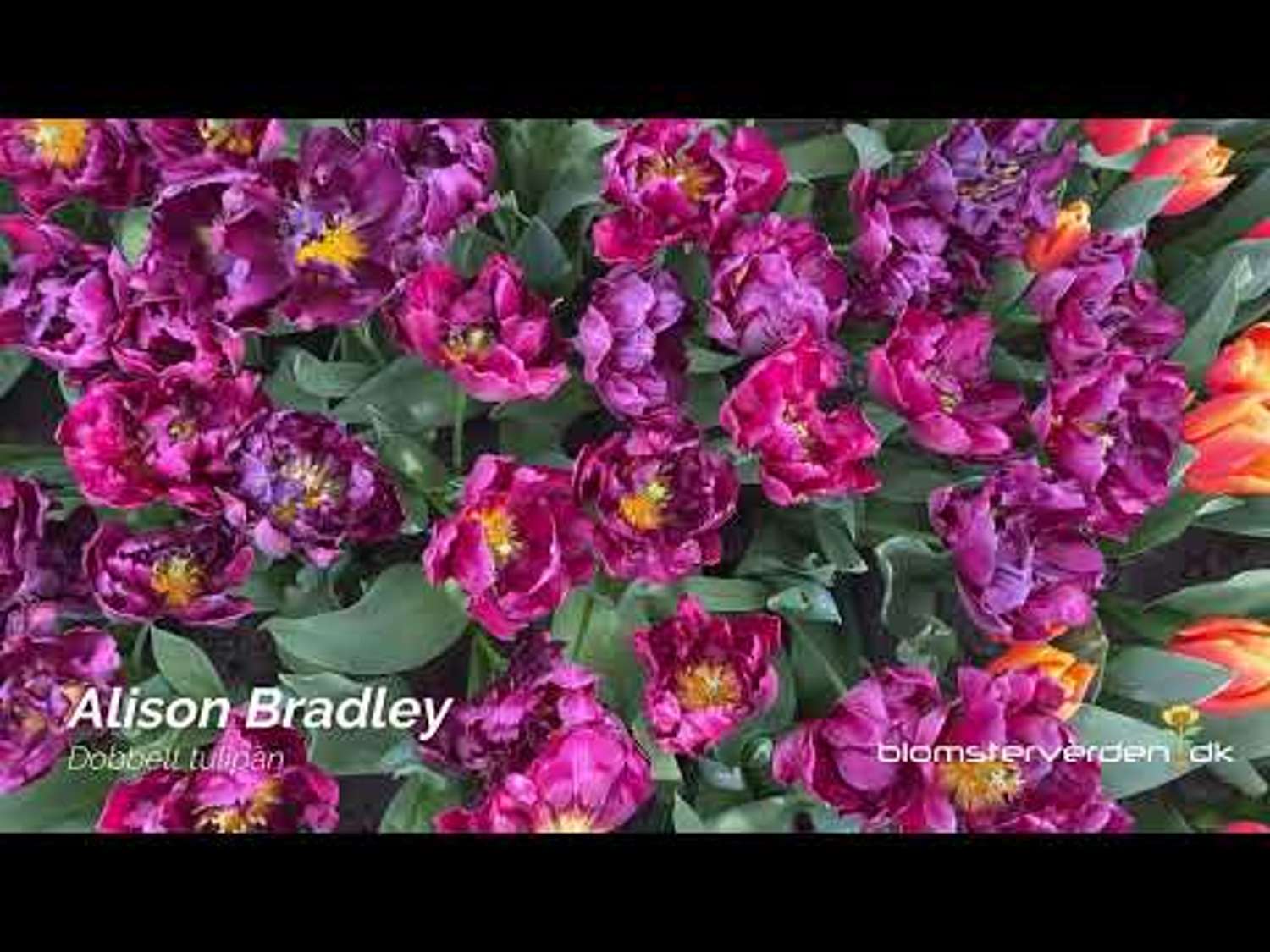 Tulipe 'Alison Bradley'