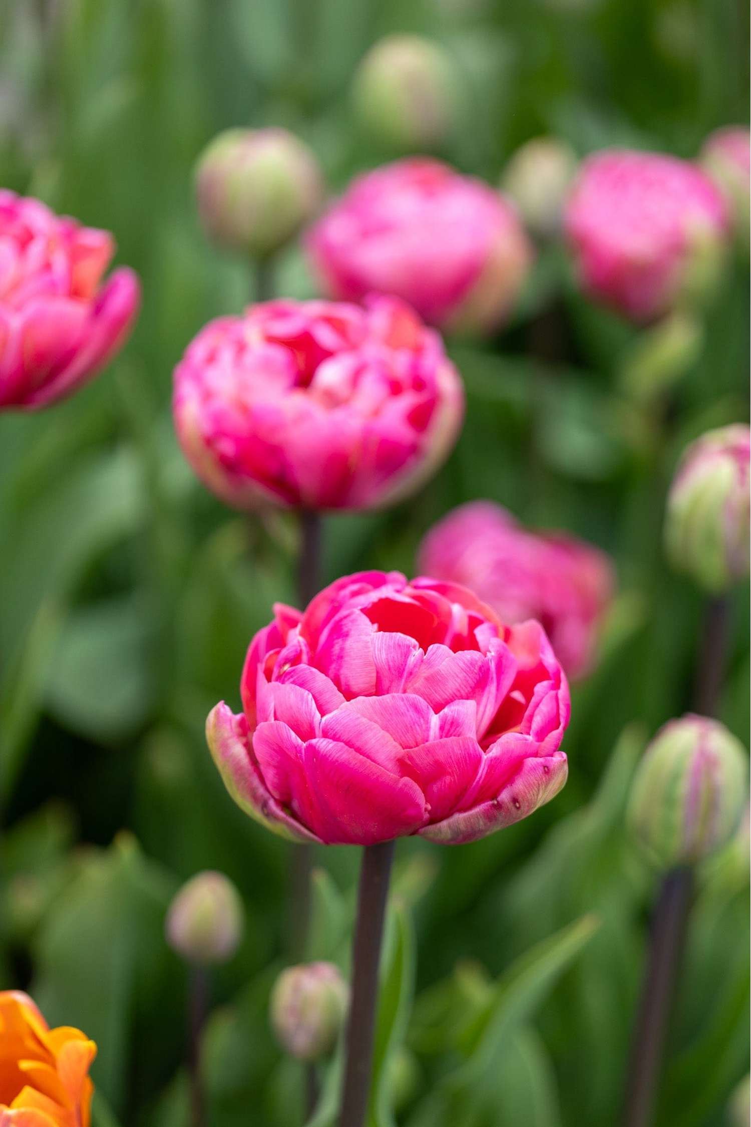 Tulipe 'Amazing Grace'
