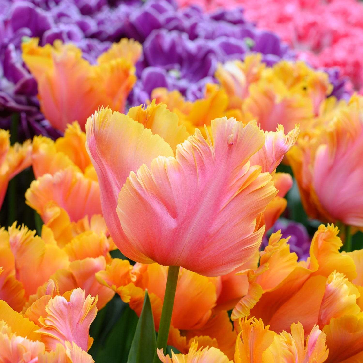 Tulipe 'Amazing Parrot'