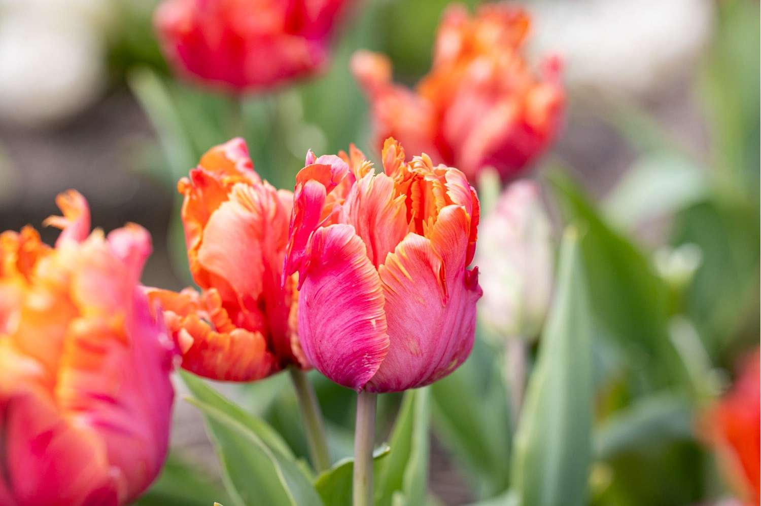 Tulipe 'Amazing Parrot'