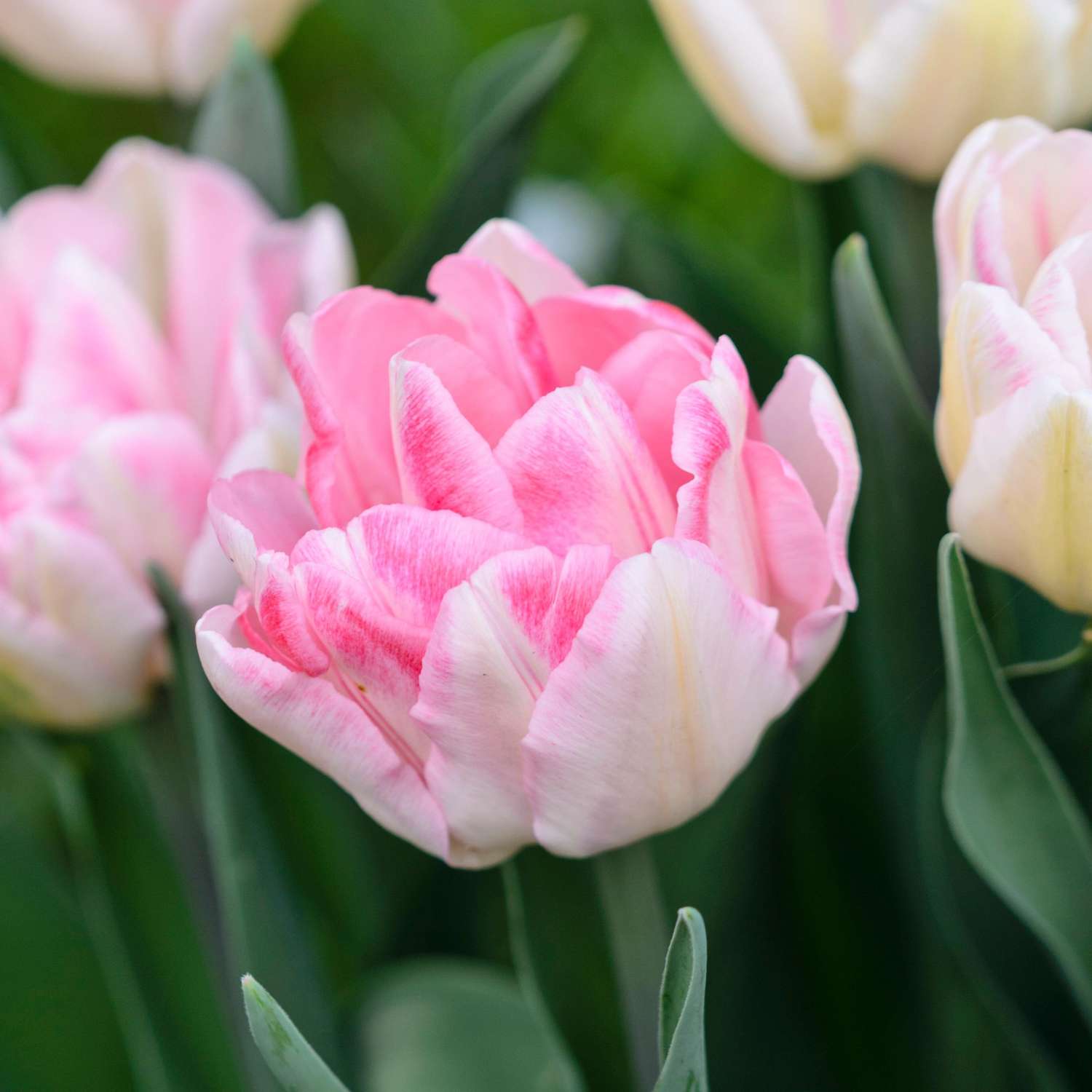 Tulipe 'Angelique'