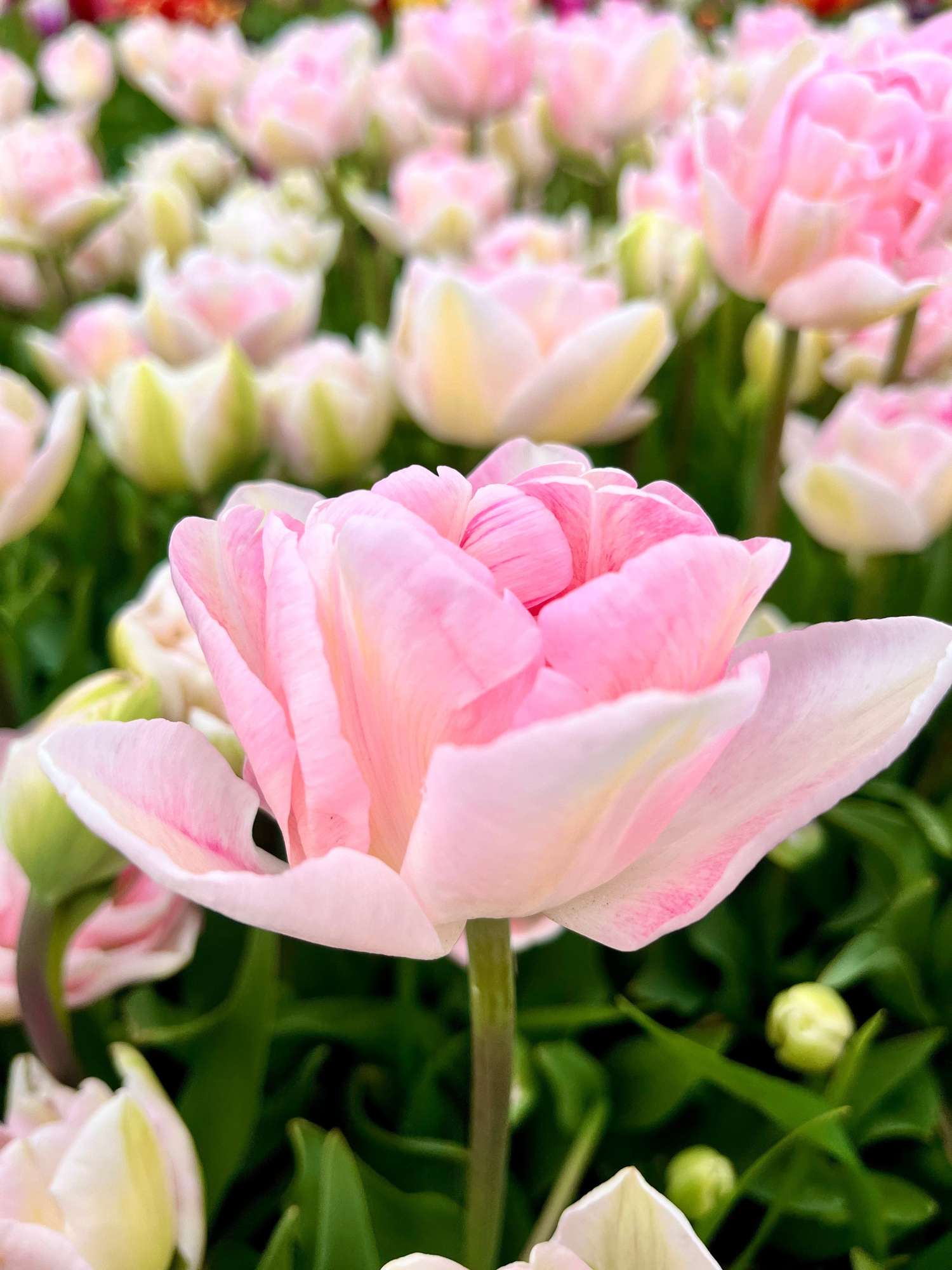 Tulipe 'Angelique'