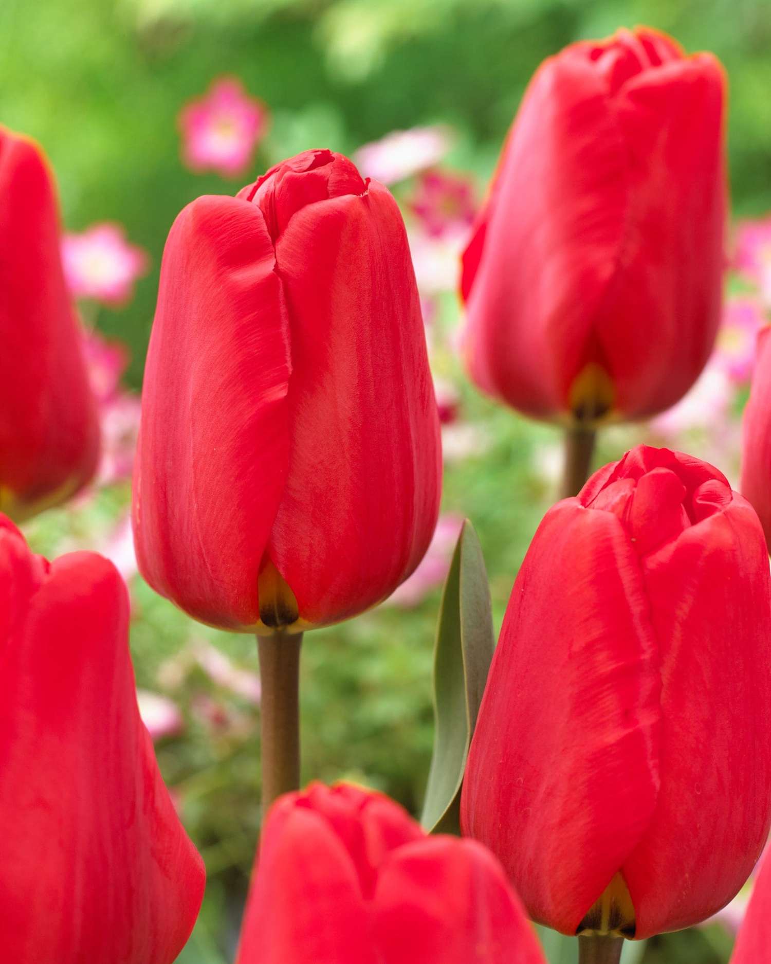Tulipe 'Apeldoorn'