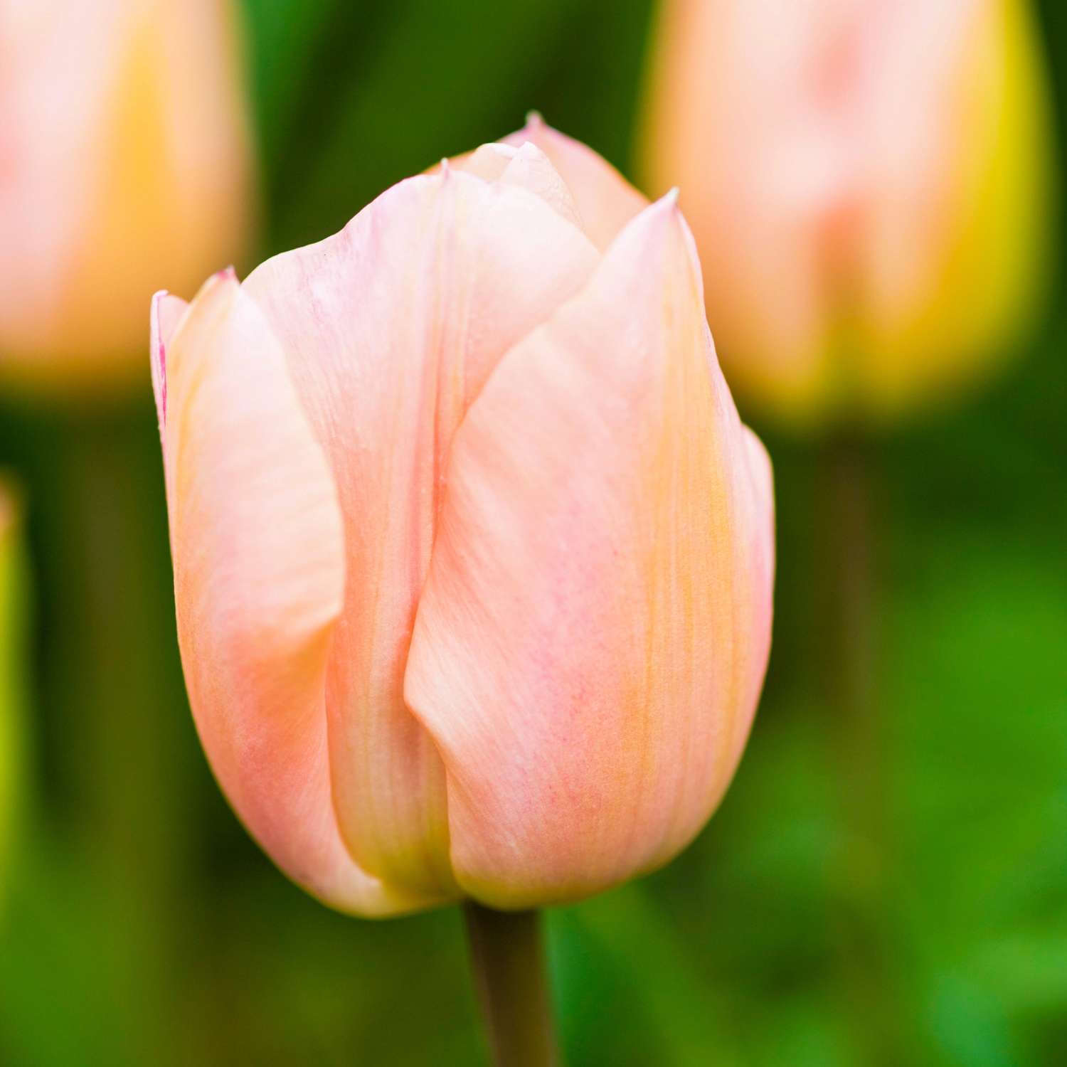 Tulipe 'Apricot Beauty'