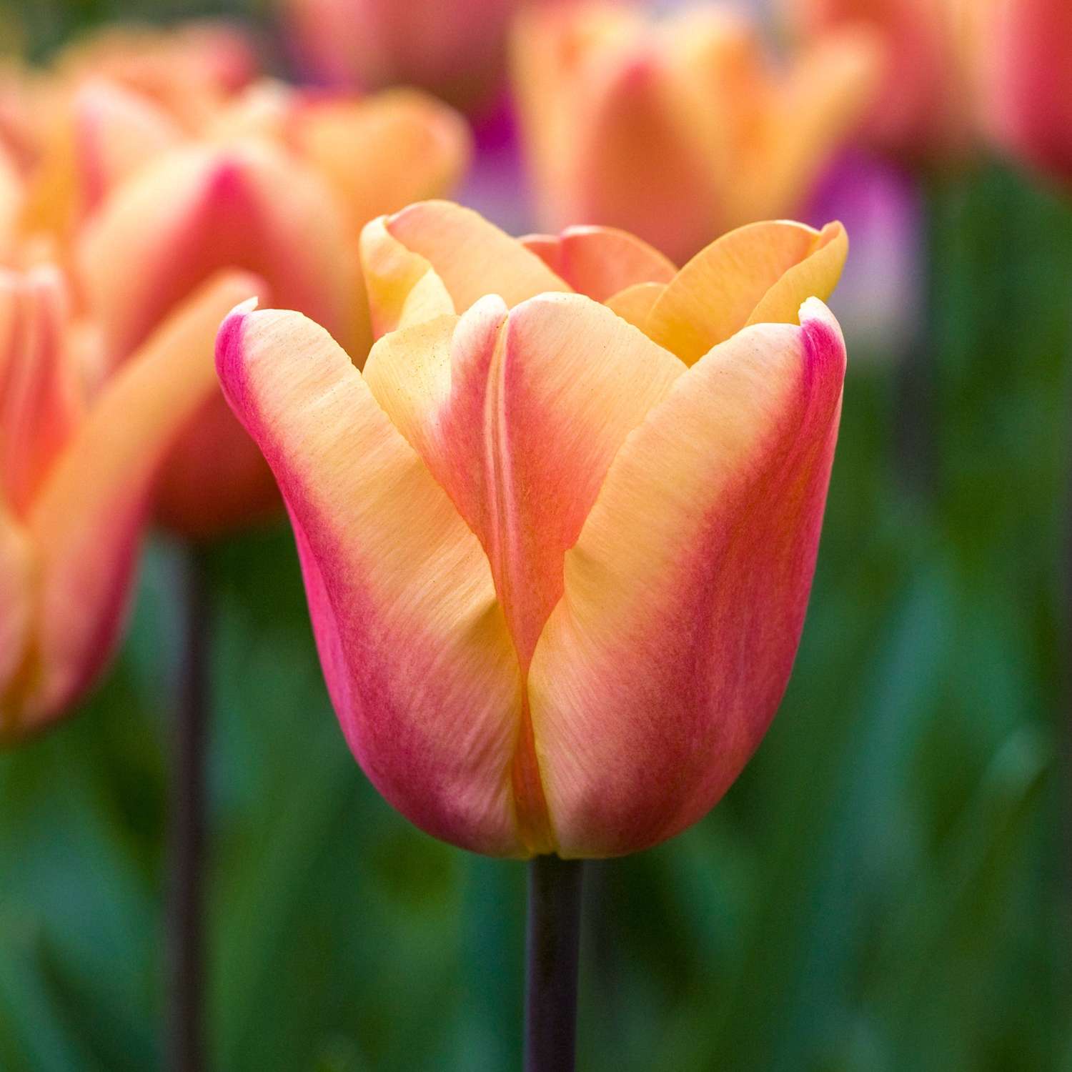 Tulipe 'Apricot Foxx'